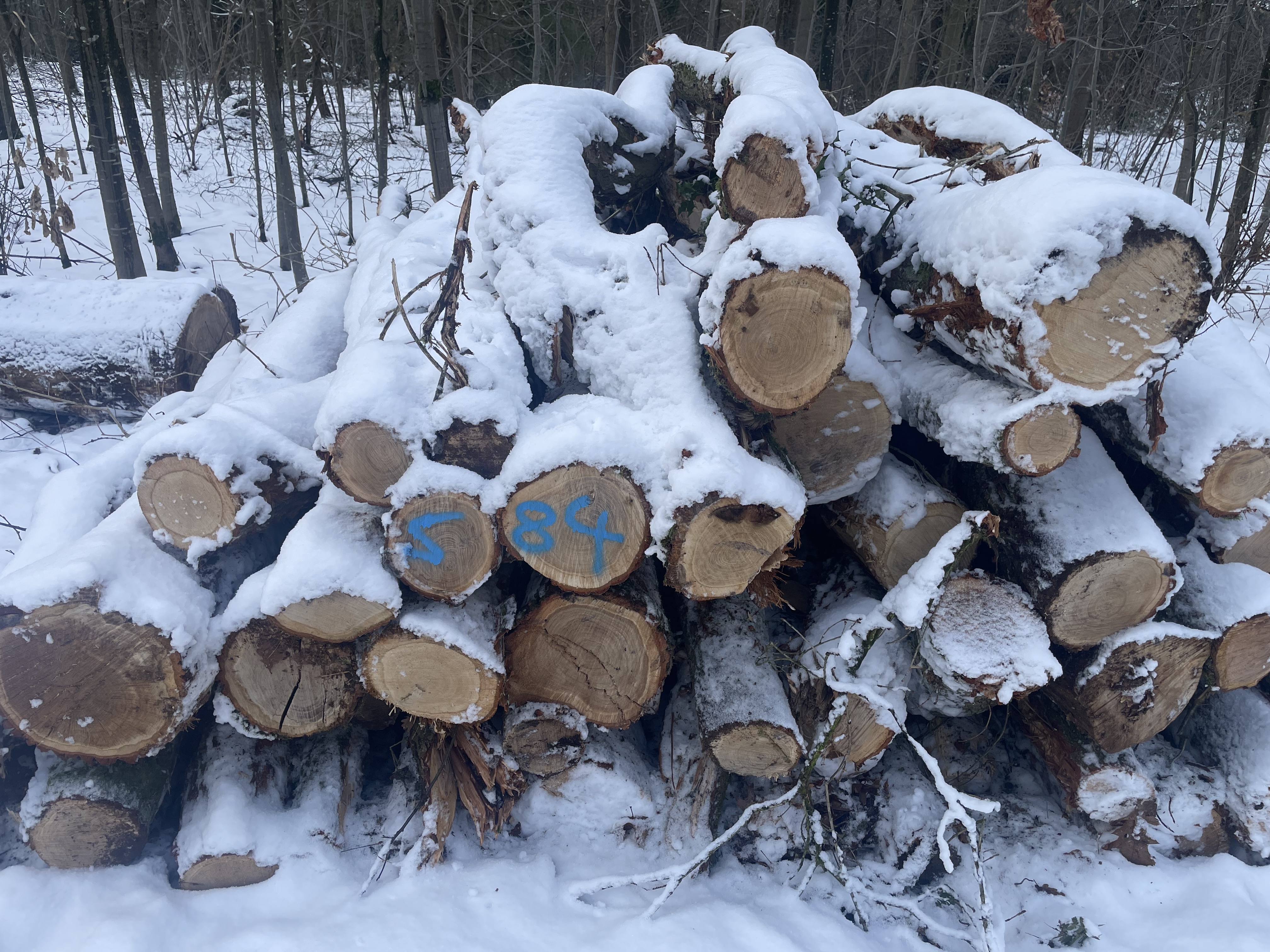 Eiche, Polter-Nr. 584