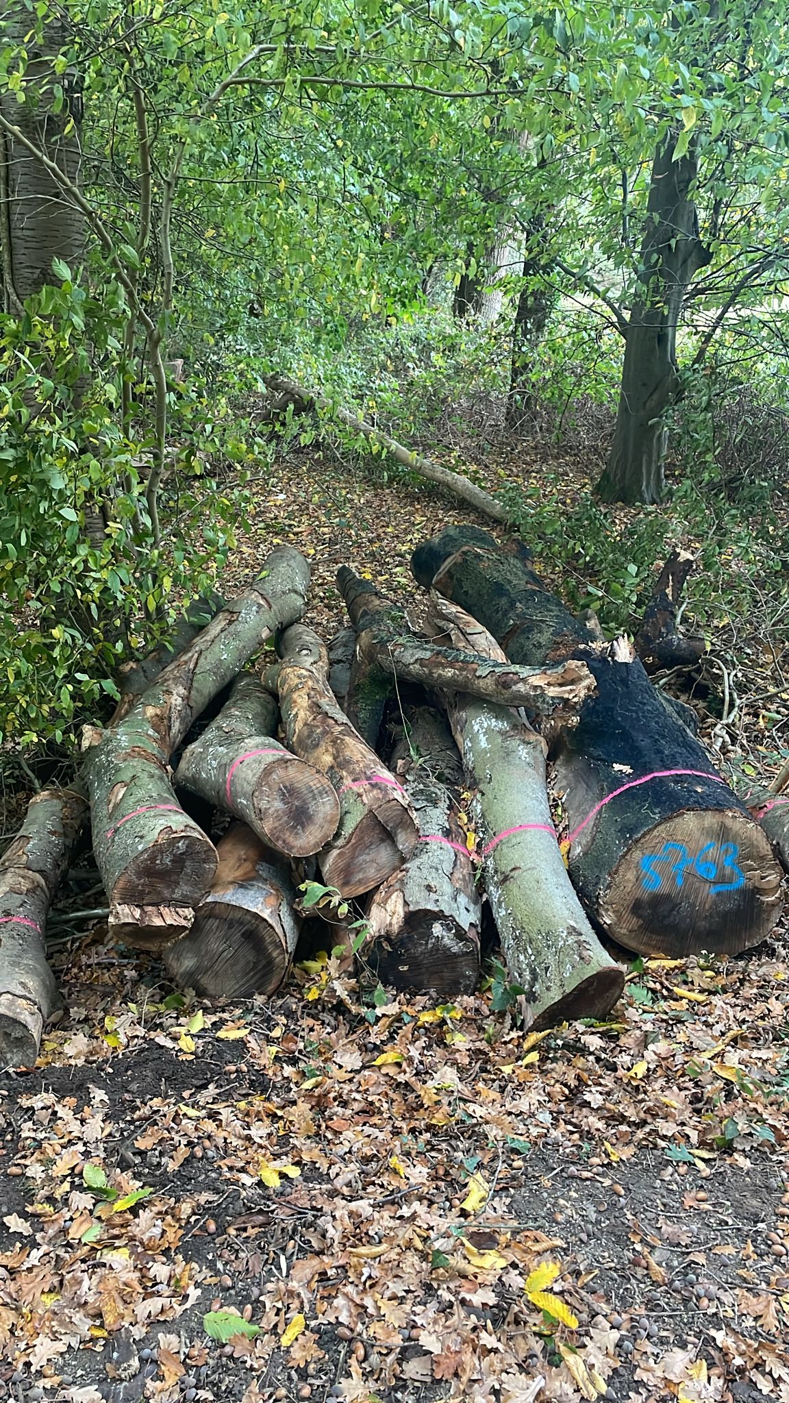 Buche, Polter-Nr. 5763 Buche, Polter-Nr. 5763