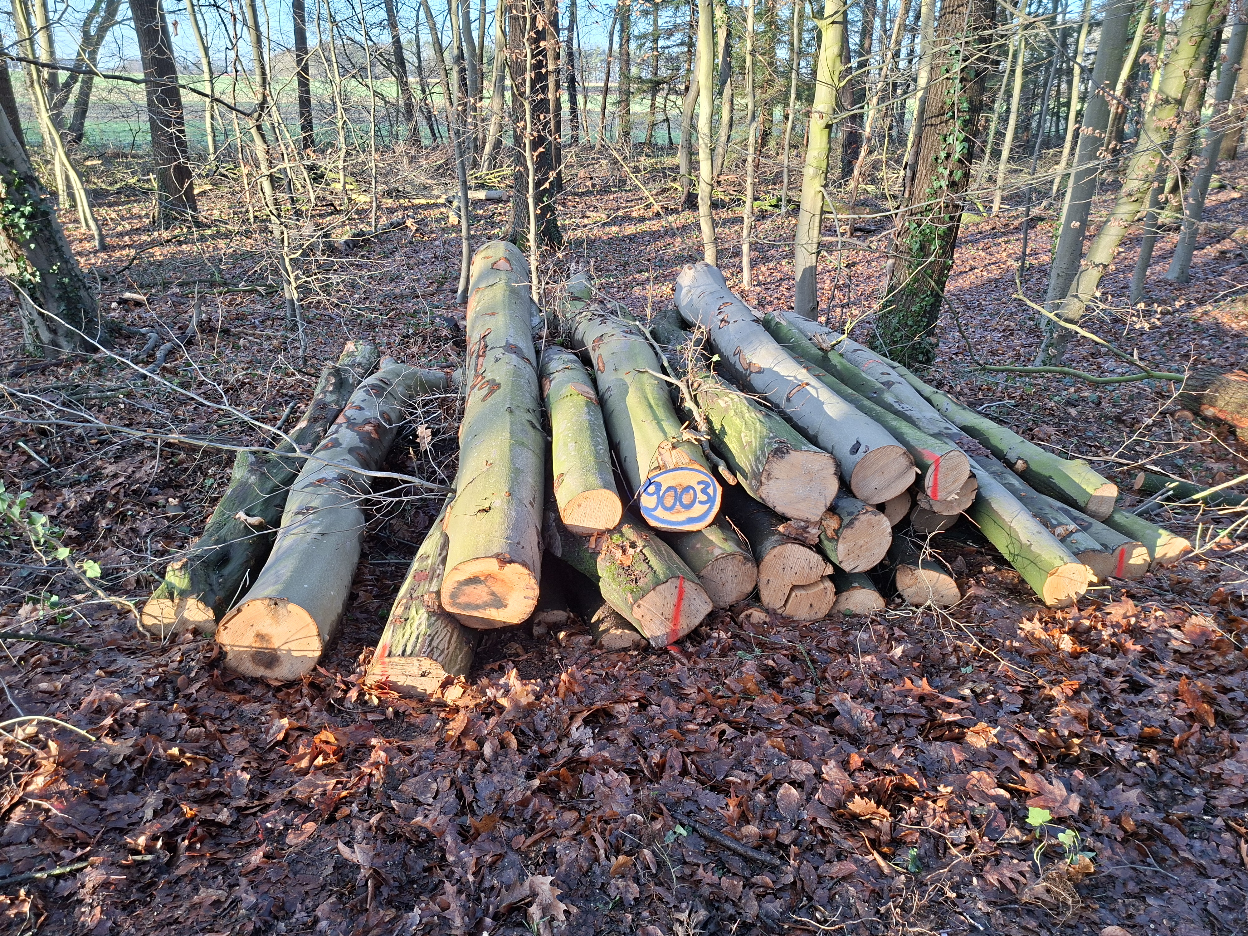 Buche, Polter-Nr. 9003