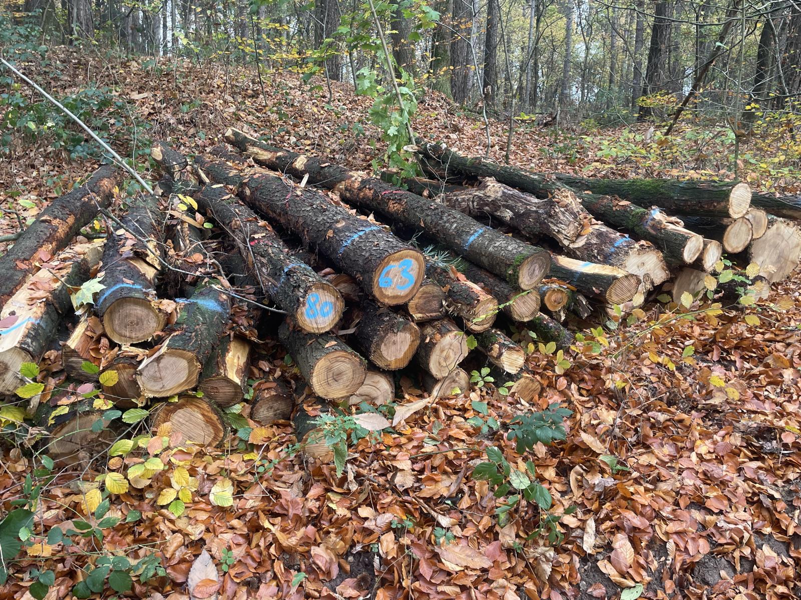 Eiche/Traubenkirsche, Polter-Nr. 8063