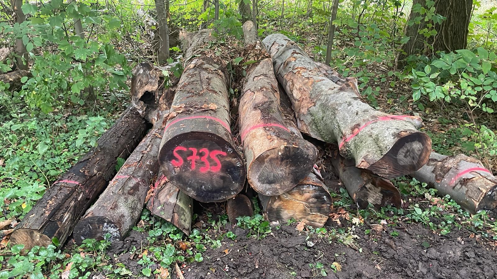 Buche, Polter-Nr. 5735