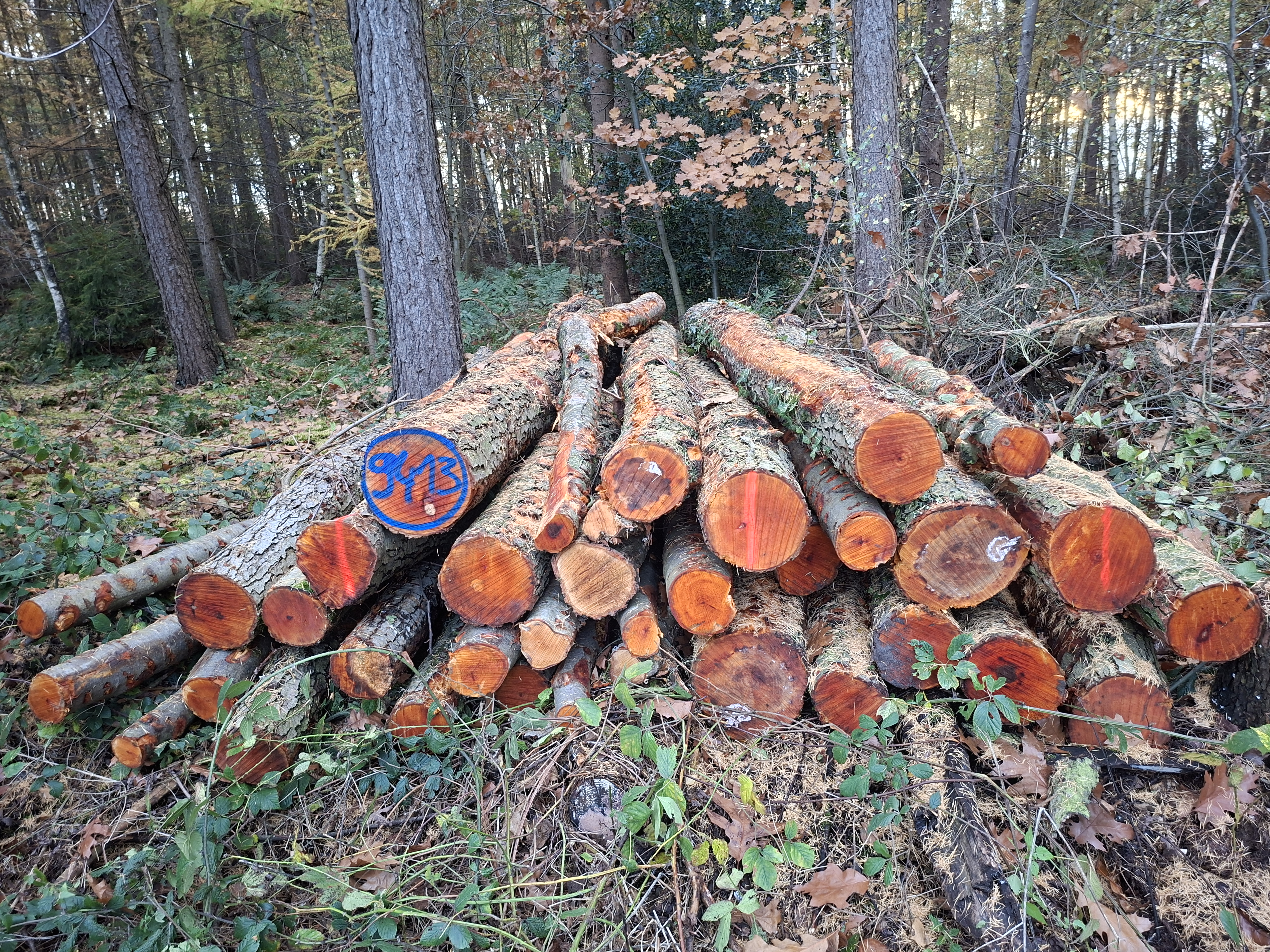 Erle, Polter-Nr. 9413