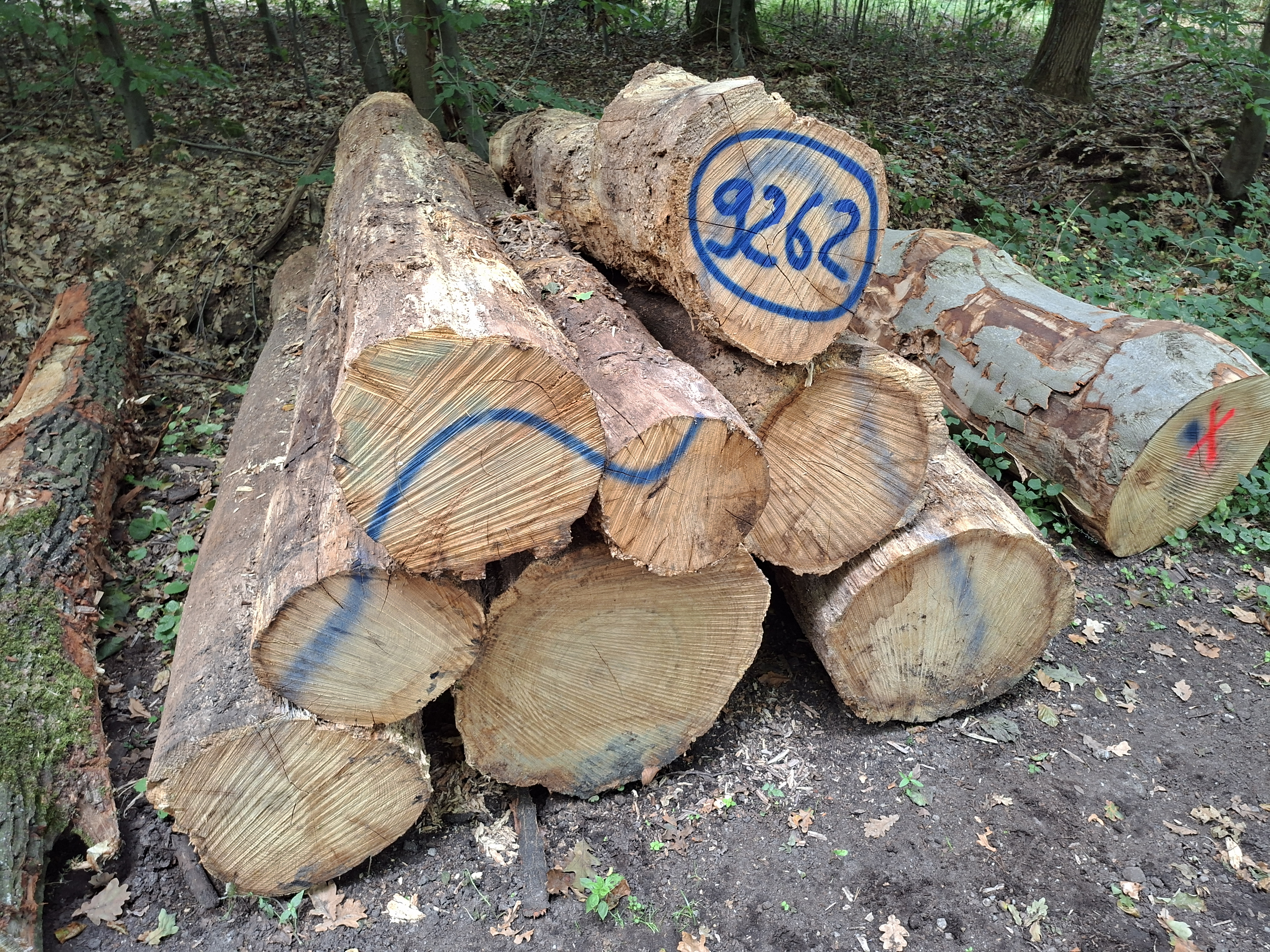 Eiche, Polter-Nr. 9262