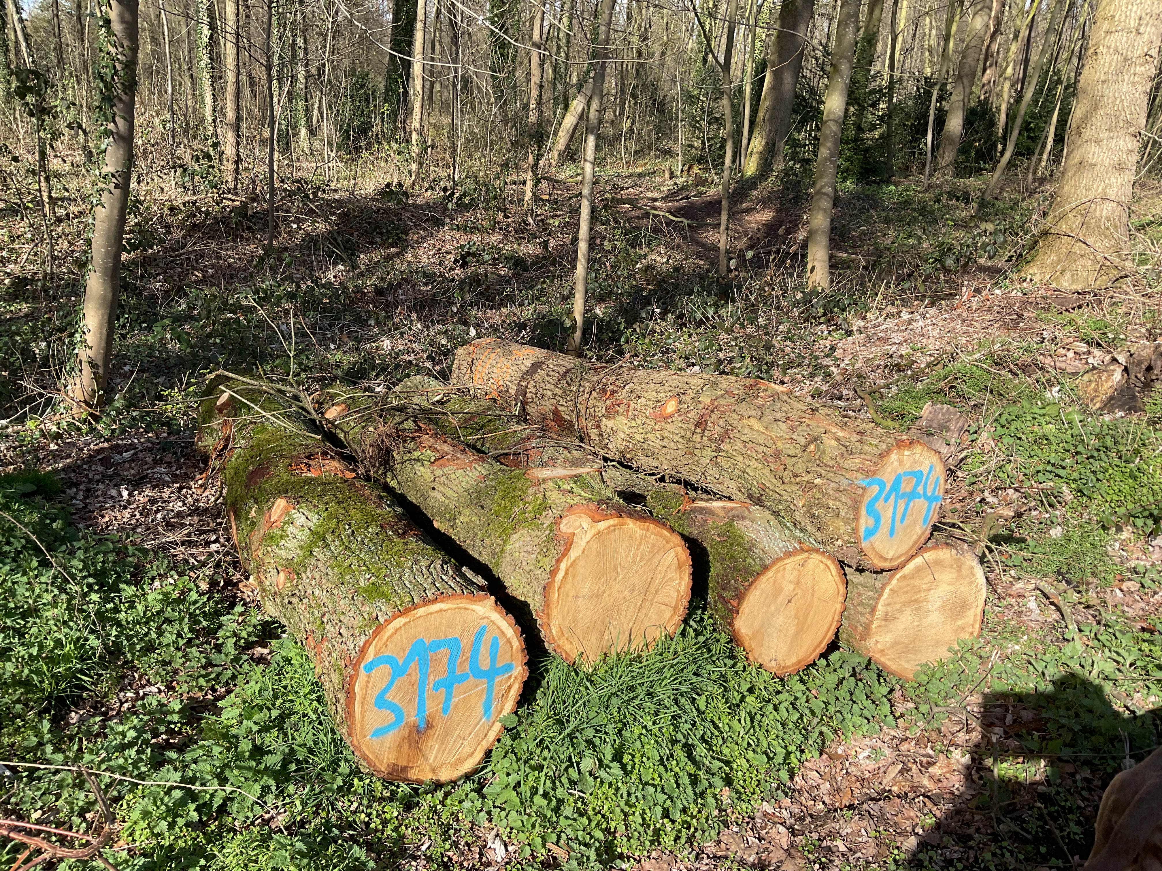 Eiche, Polter-Nr. 3174