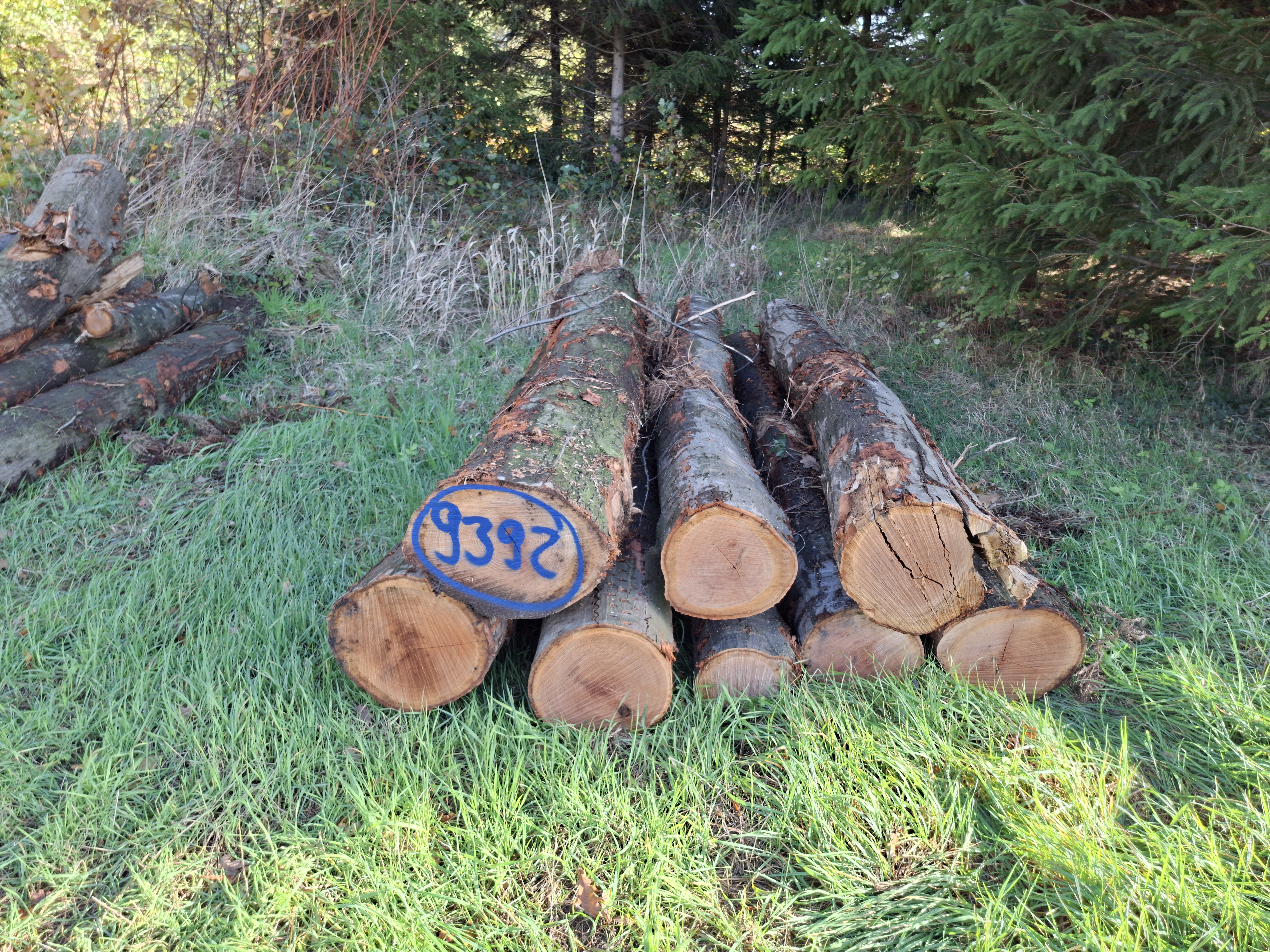 Roteiche, Polter-Nr. 9392