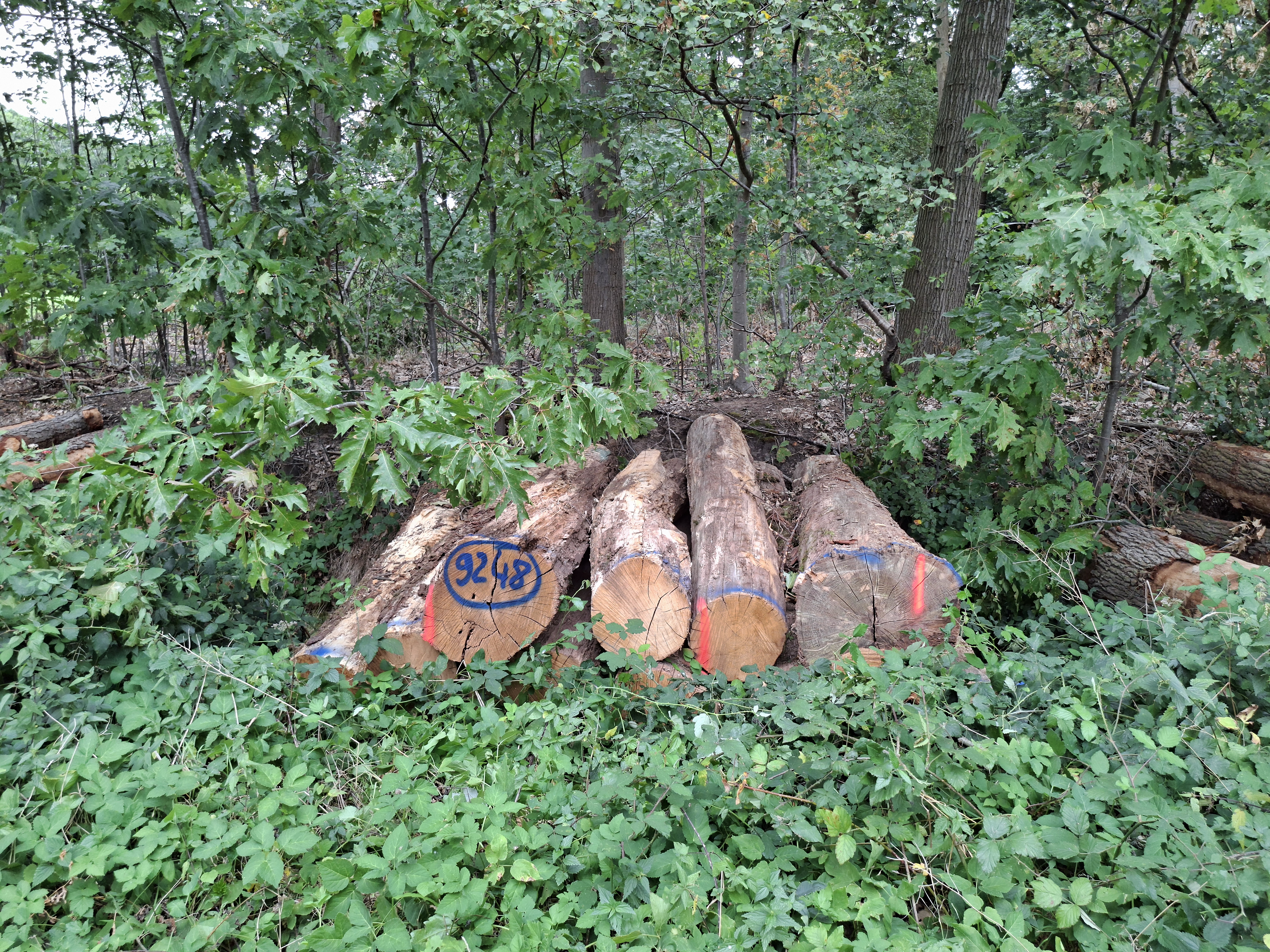 Eiche, Polter-Nr. 9248