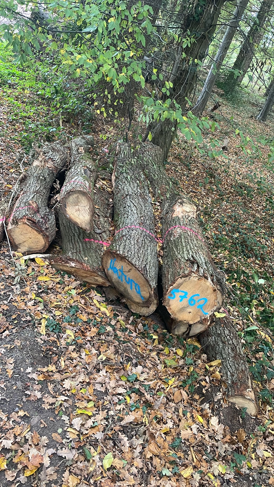 Eiche, Polter-Nr. 5762 Eiche, Polter-Nr. 5762