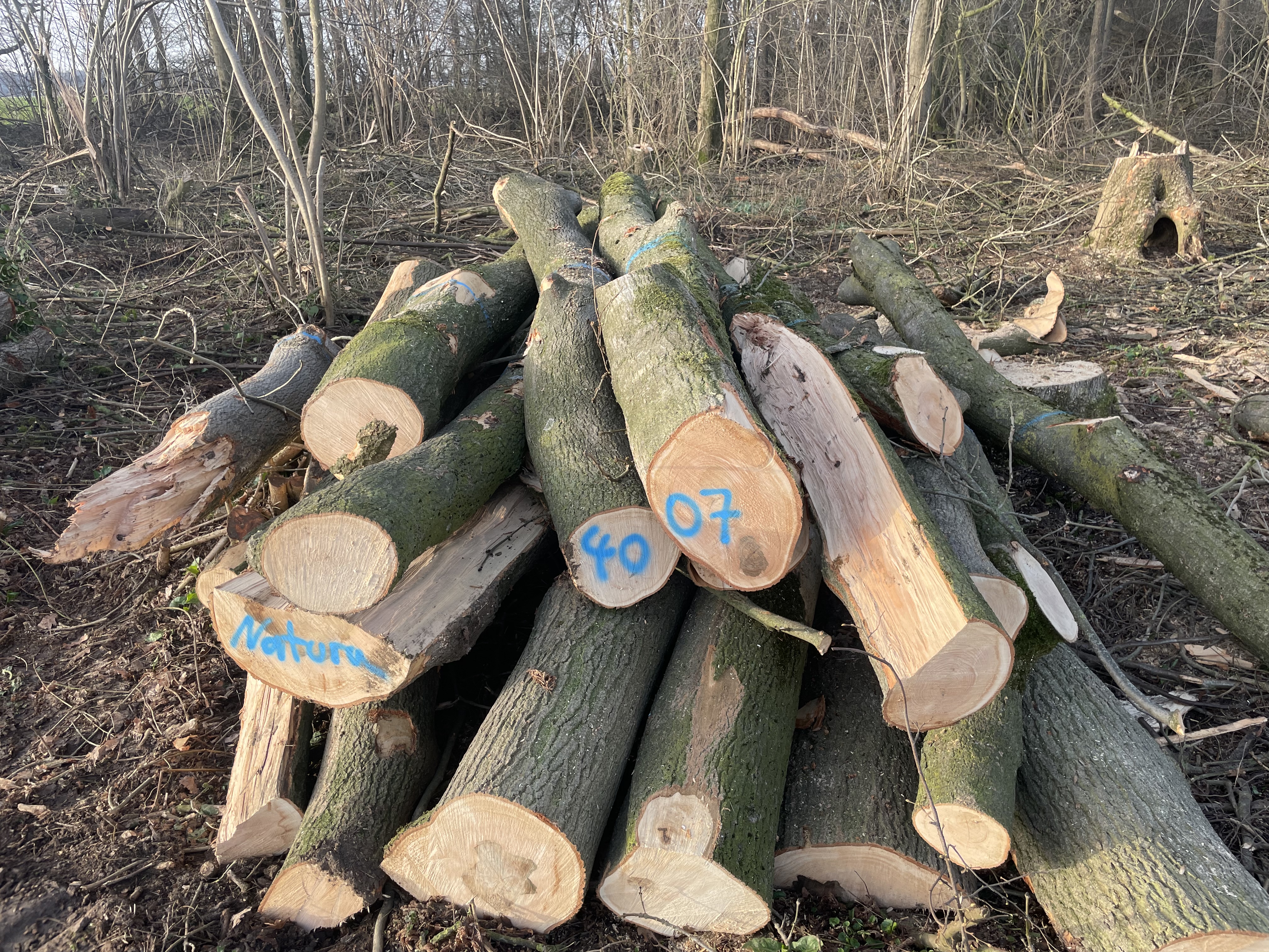 Esche, Polter-Nr. 4007