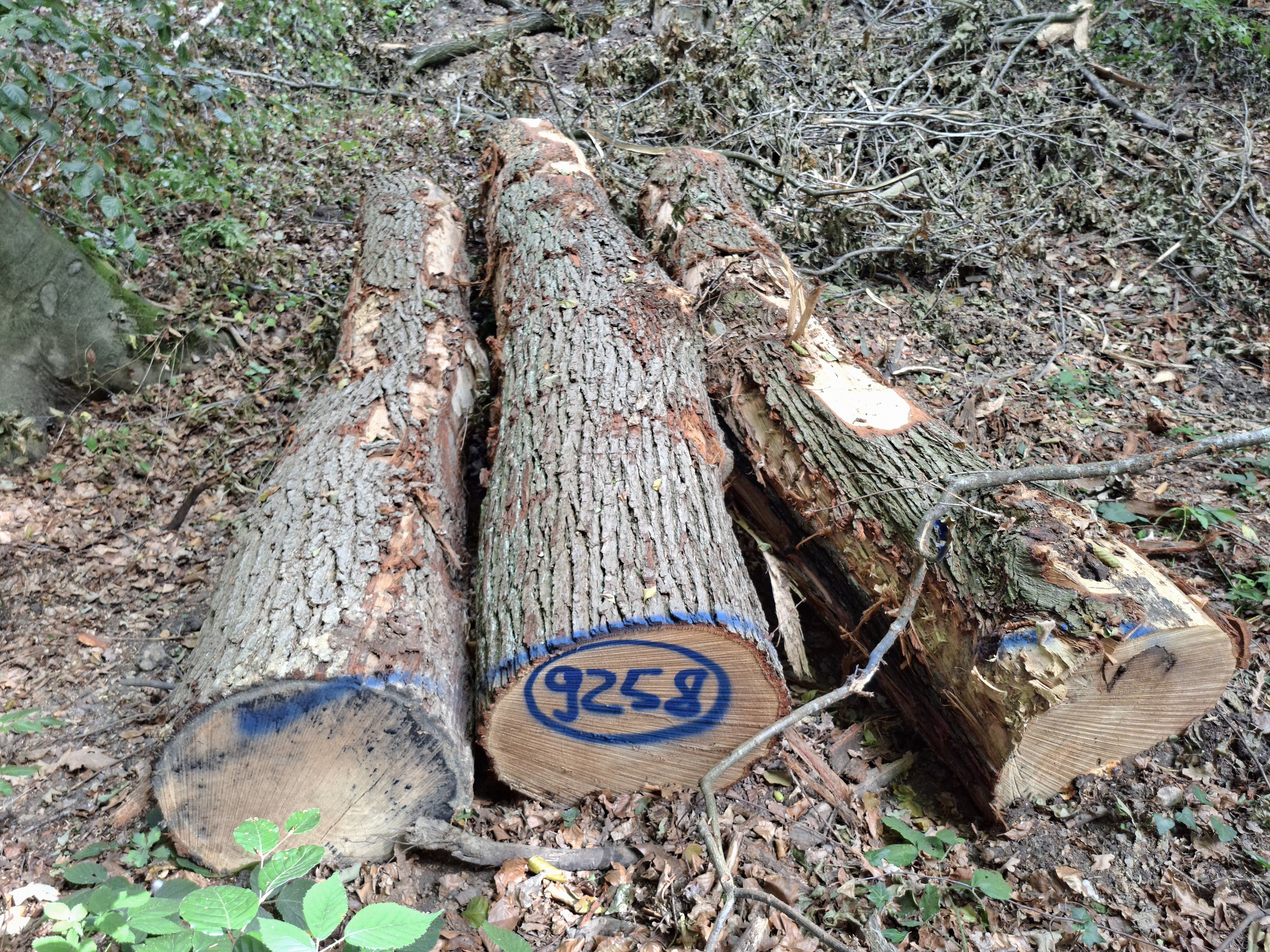 Eiche, Polter-Nr. 9258 Eiche, Polter-Nr. 9258