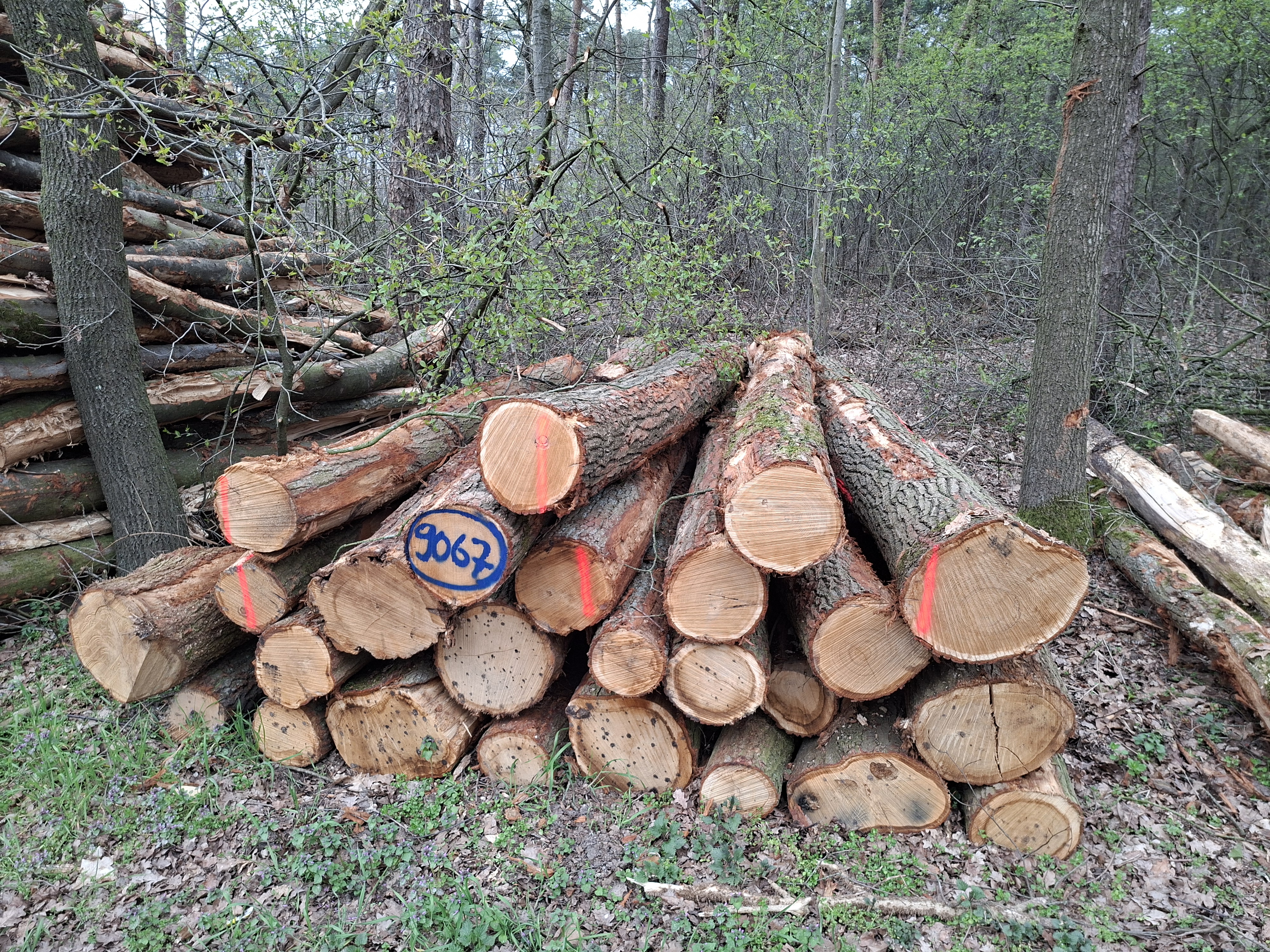 Roteiche, Polter-Nr. 9067