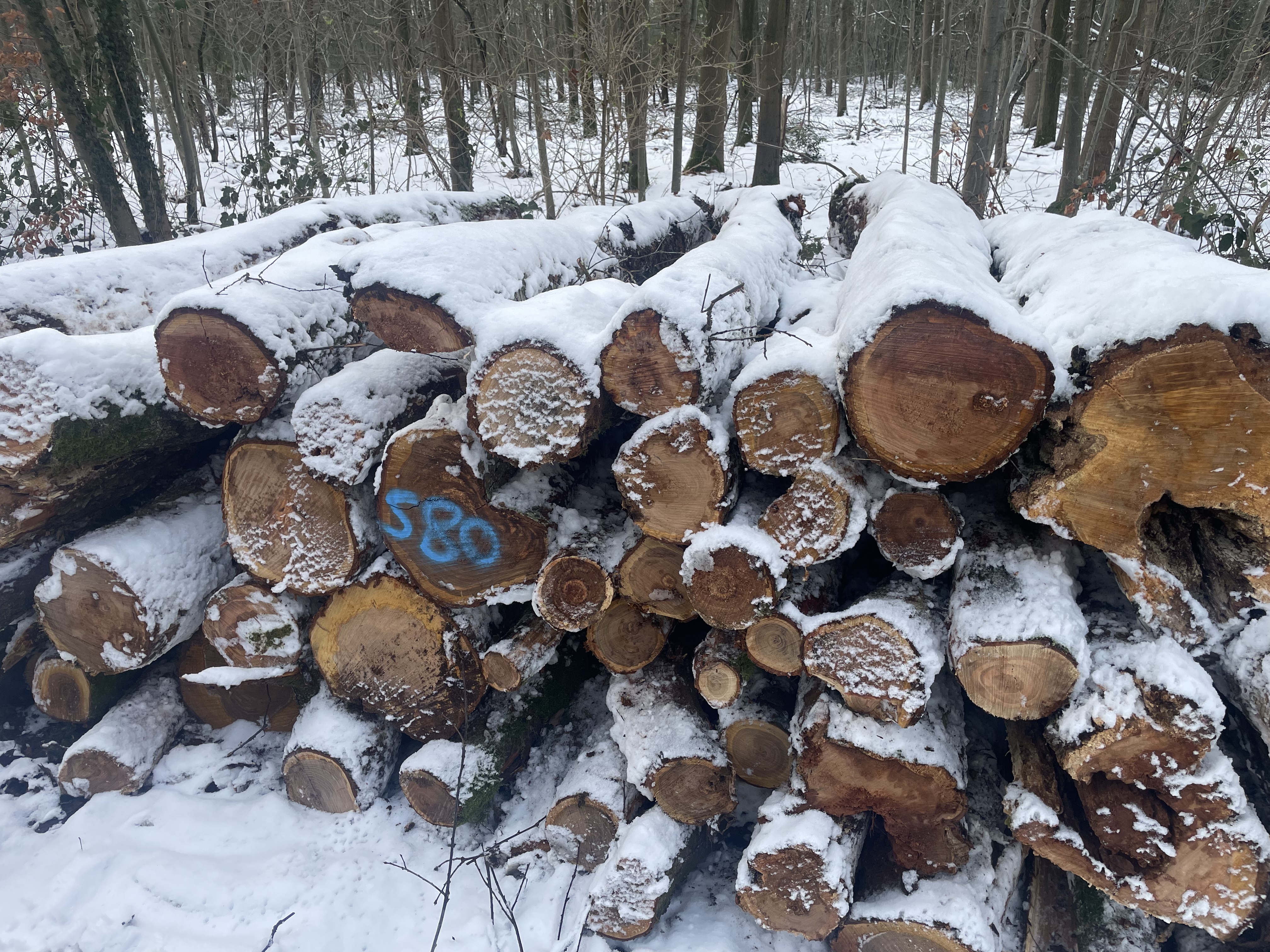 Kirsche, Polter-Nr. 580