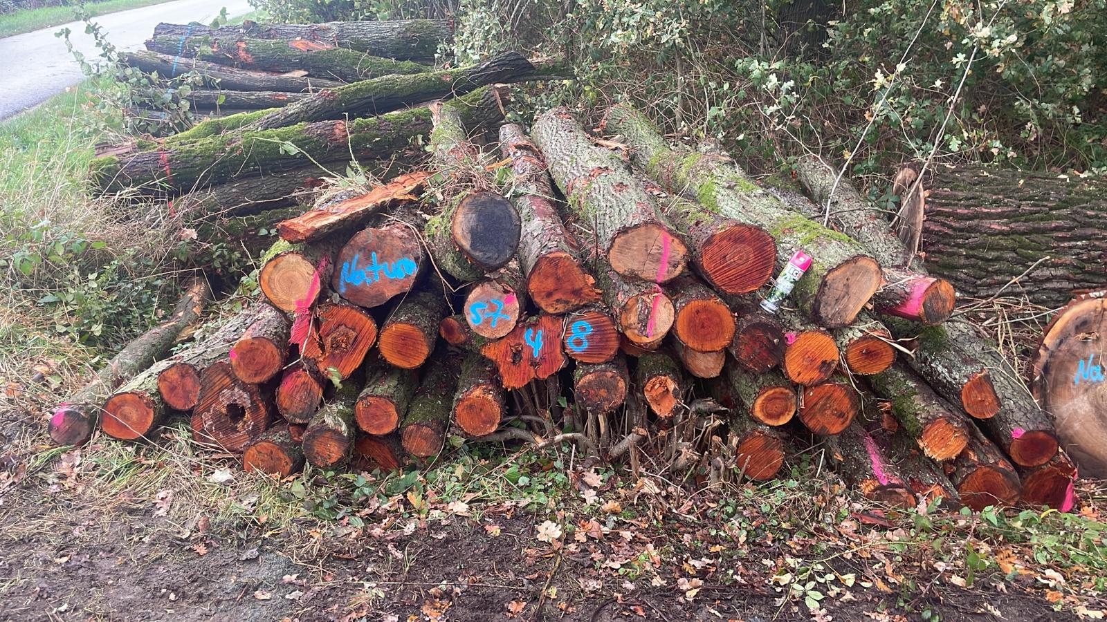 Erle, Polter-Nr. 5748 Erle, Polter-Nr. 5748