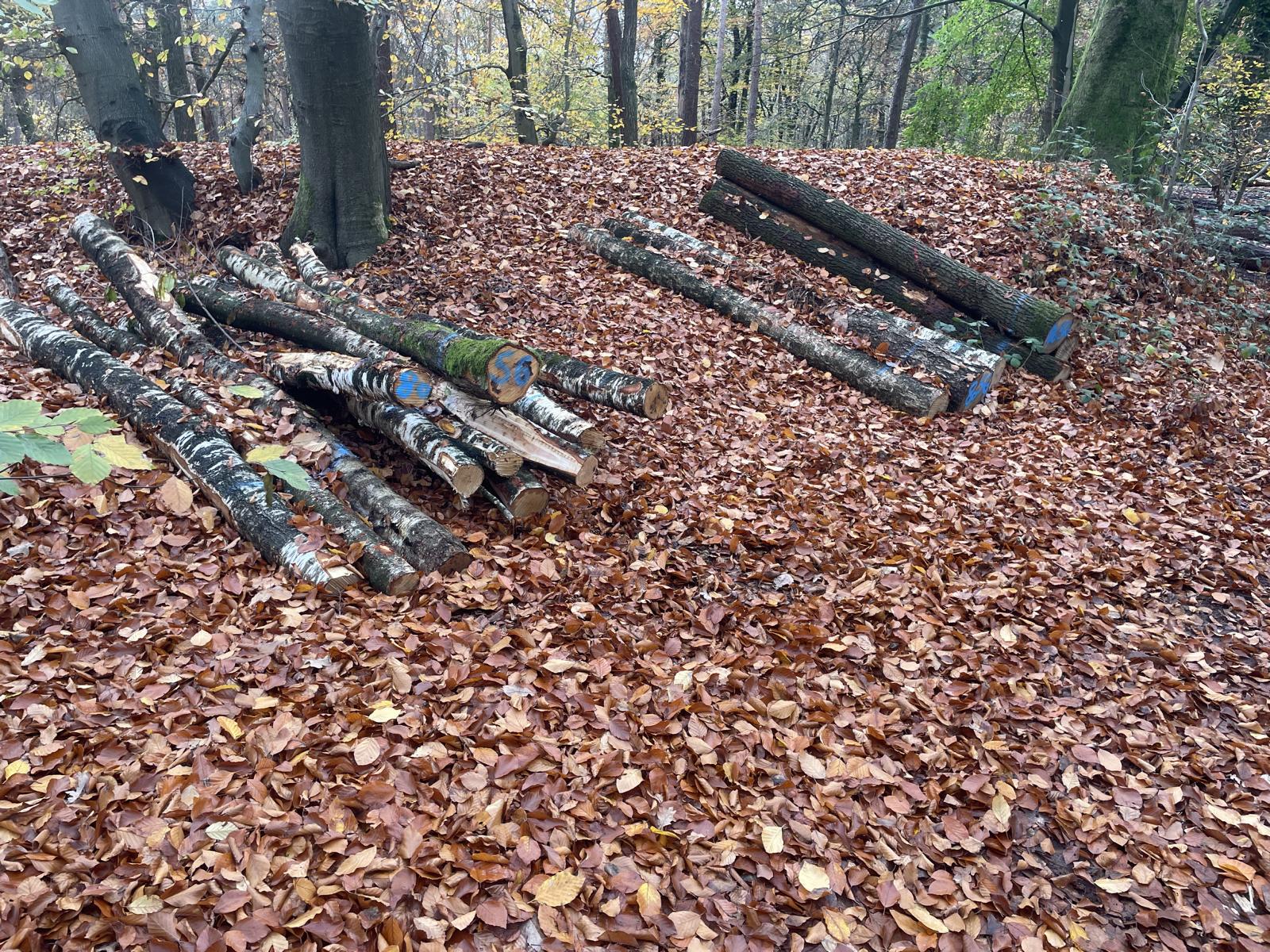 Birke, Polter-Nr. 8056