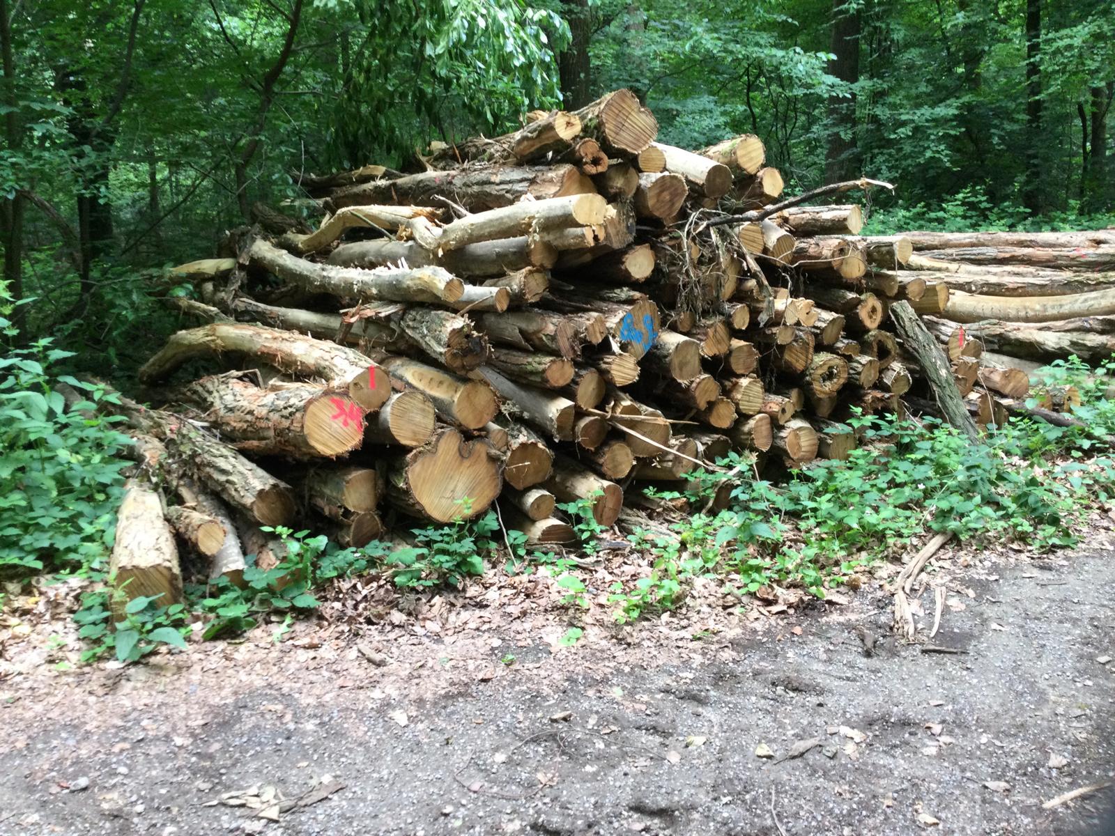 Robinie, Polter-Nr. 8009