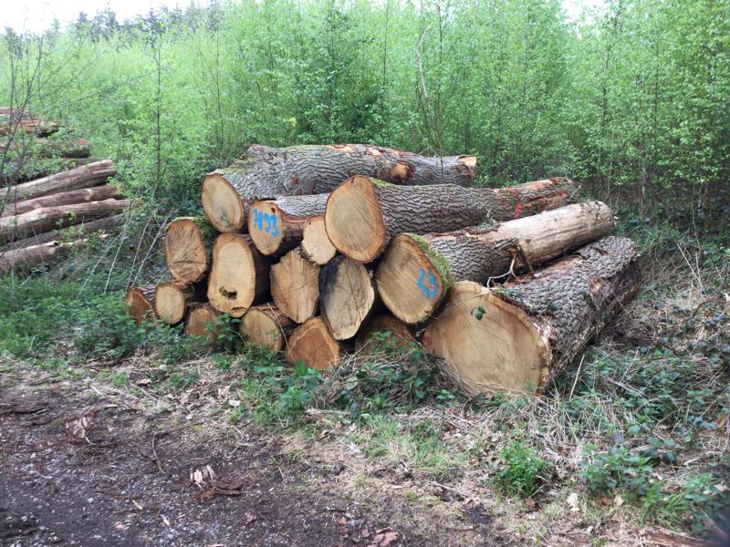 Eiche, Polter-Nr. 7893