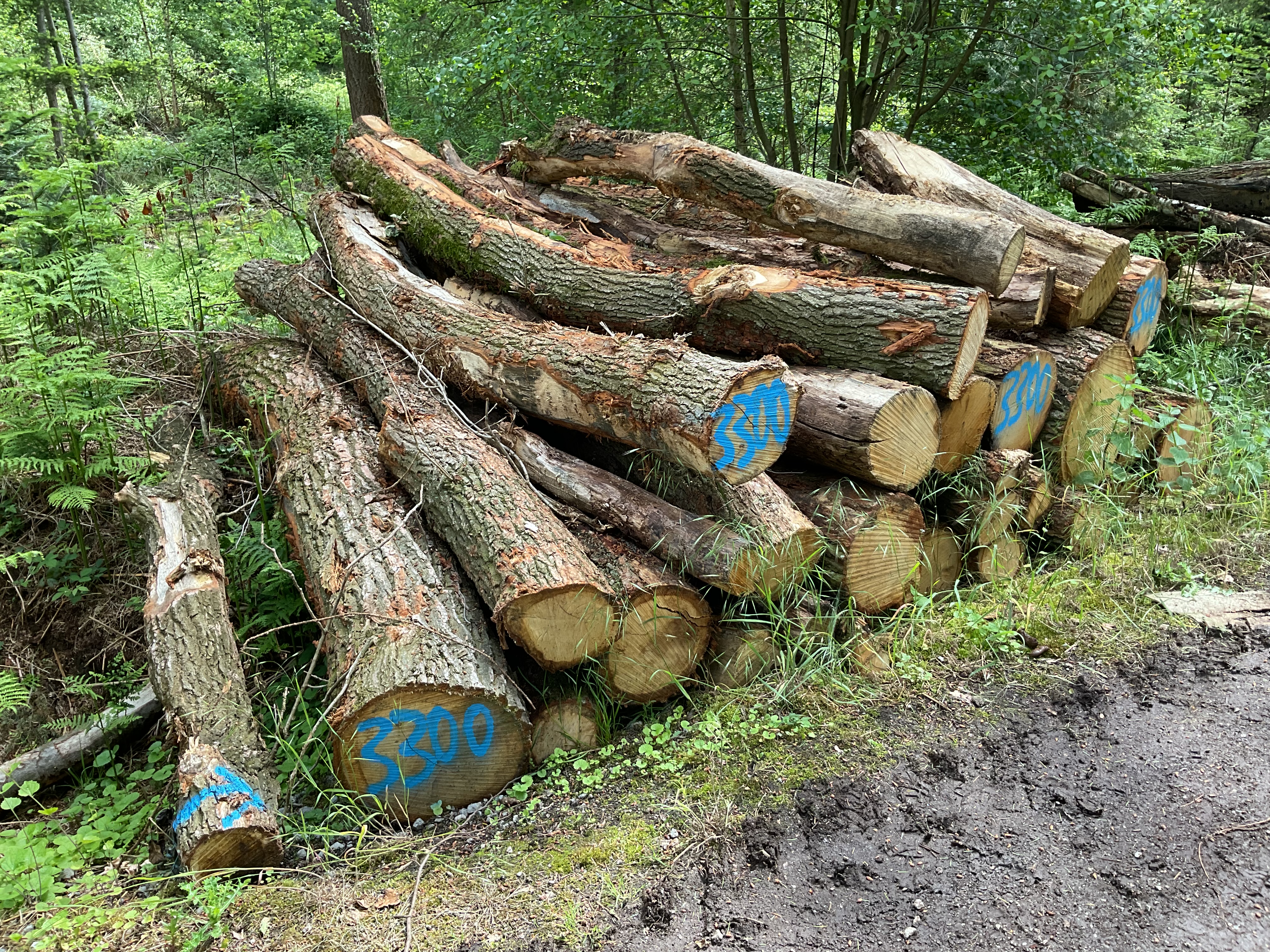 Eiche, Polter-Nr. 3300