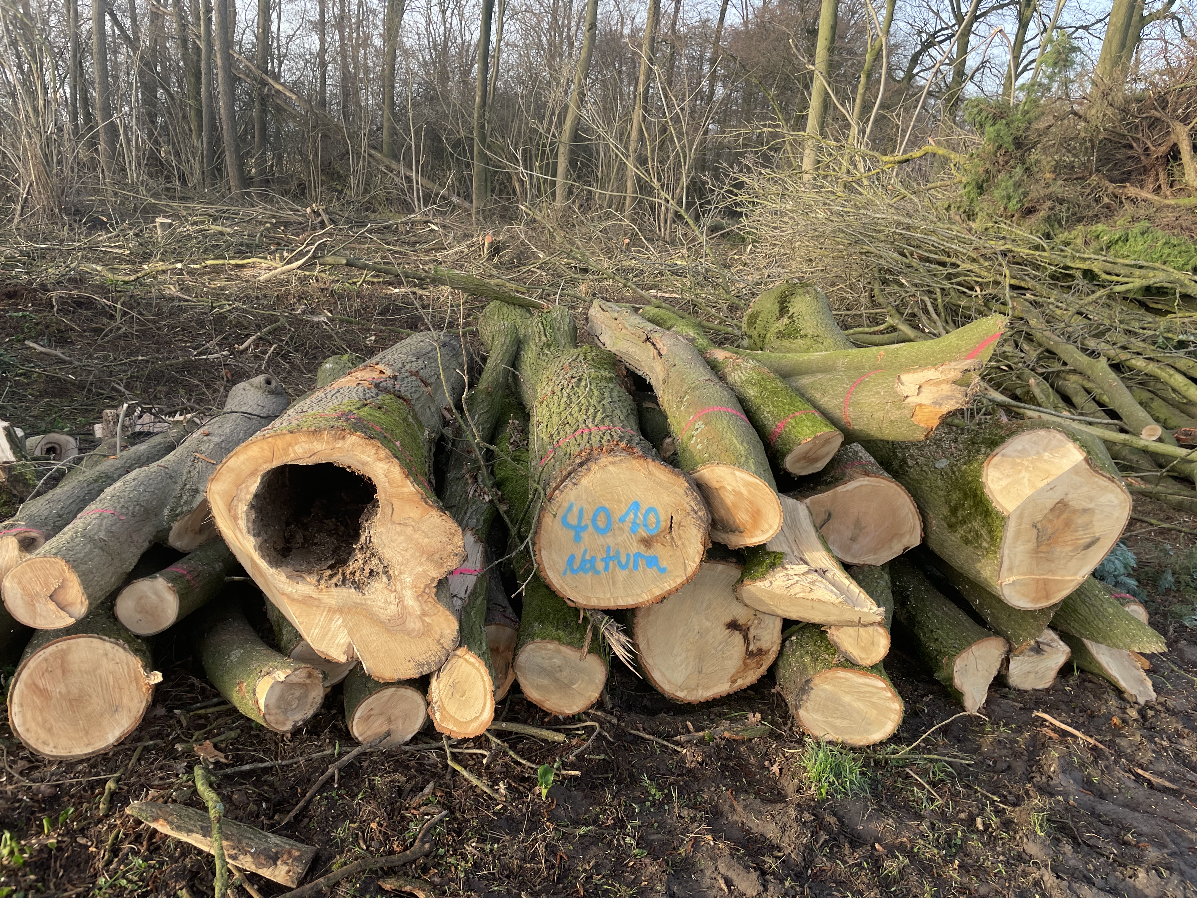 Eiche/Esche, Polter-Nr. 4010