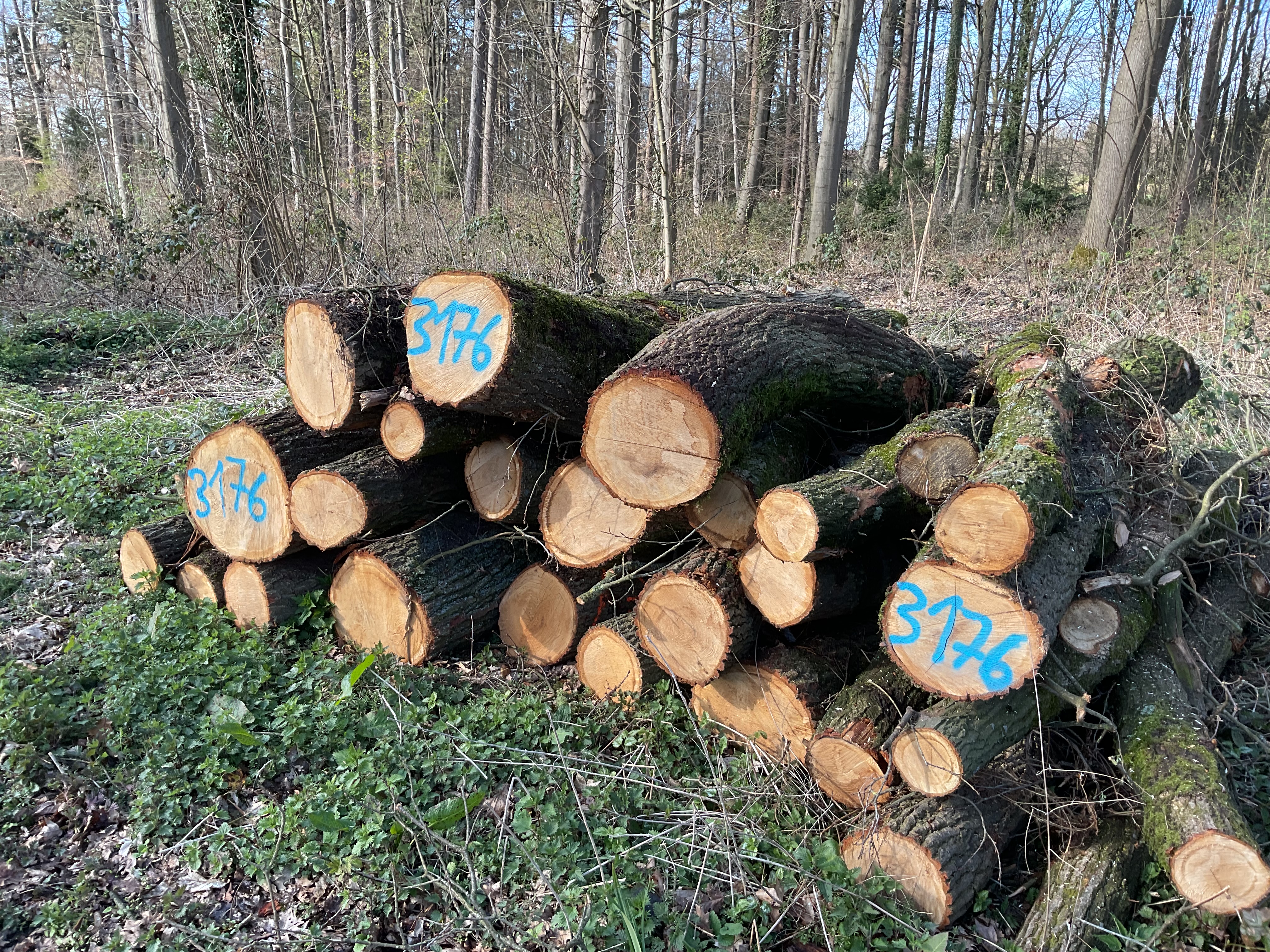 Eiche, Polter-Nr. 3176