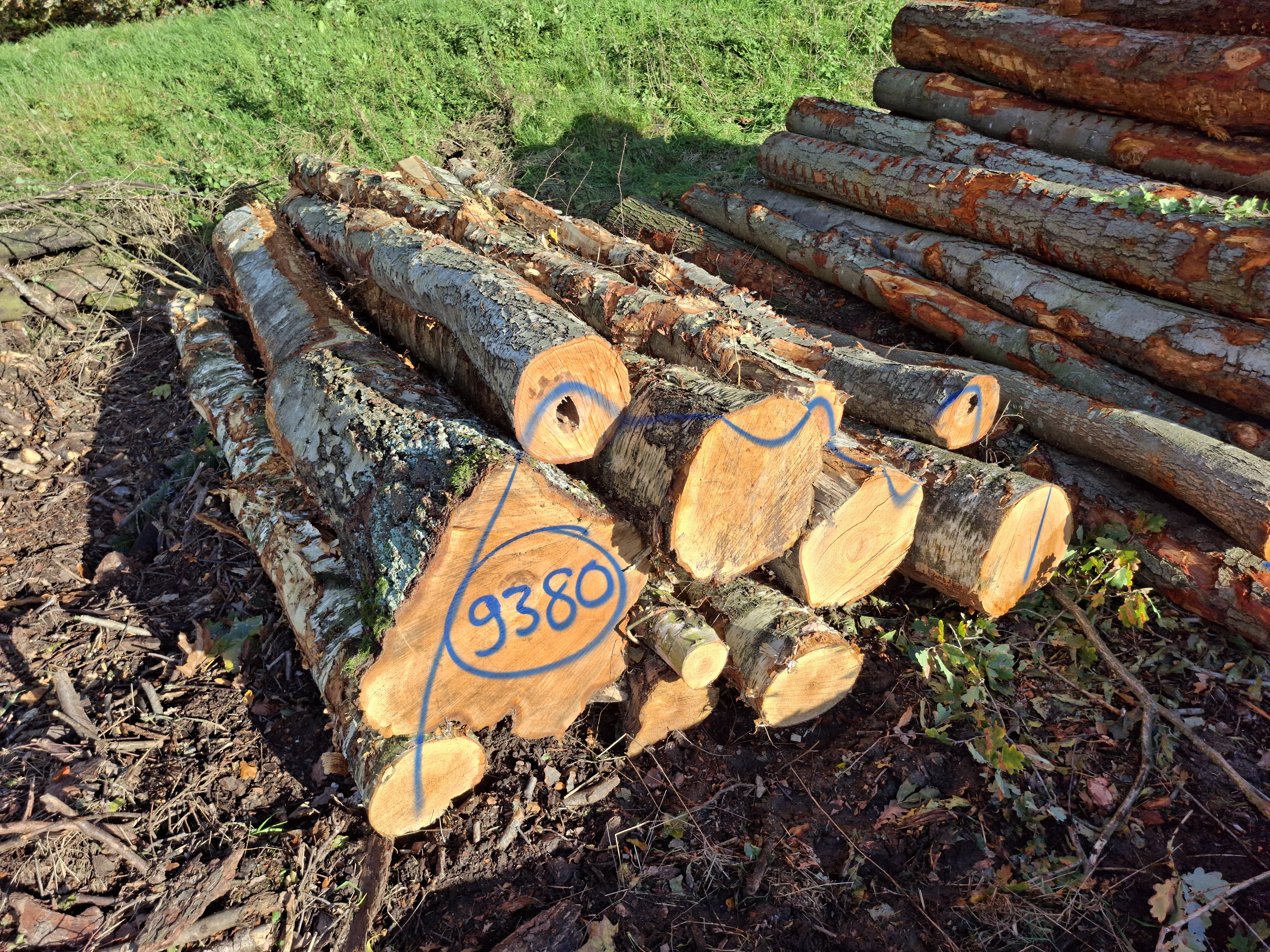 Birke, Polter-Nr. 9380