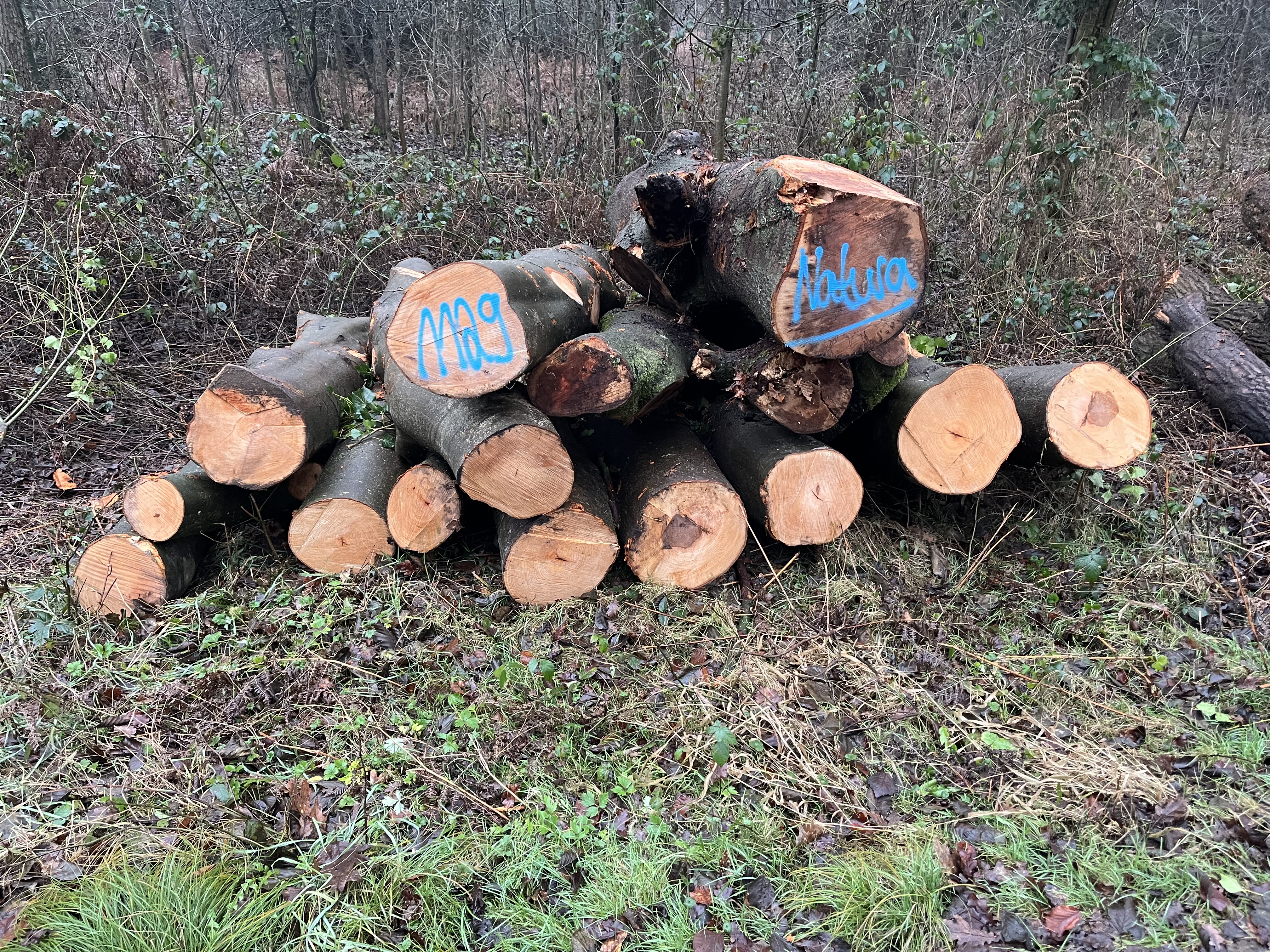 Buche, Polter-Nr. 1129