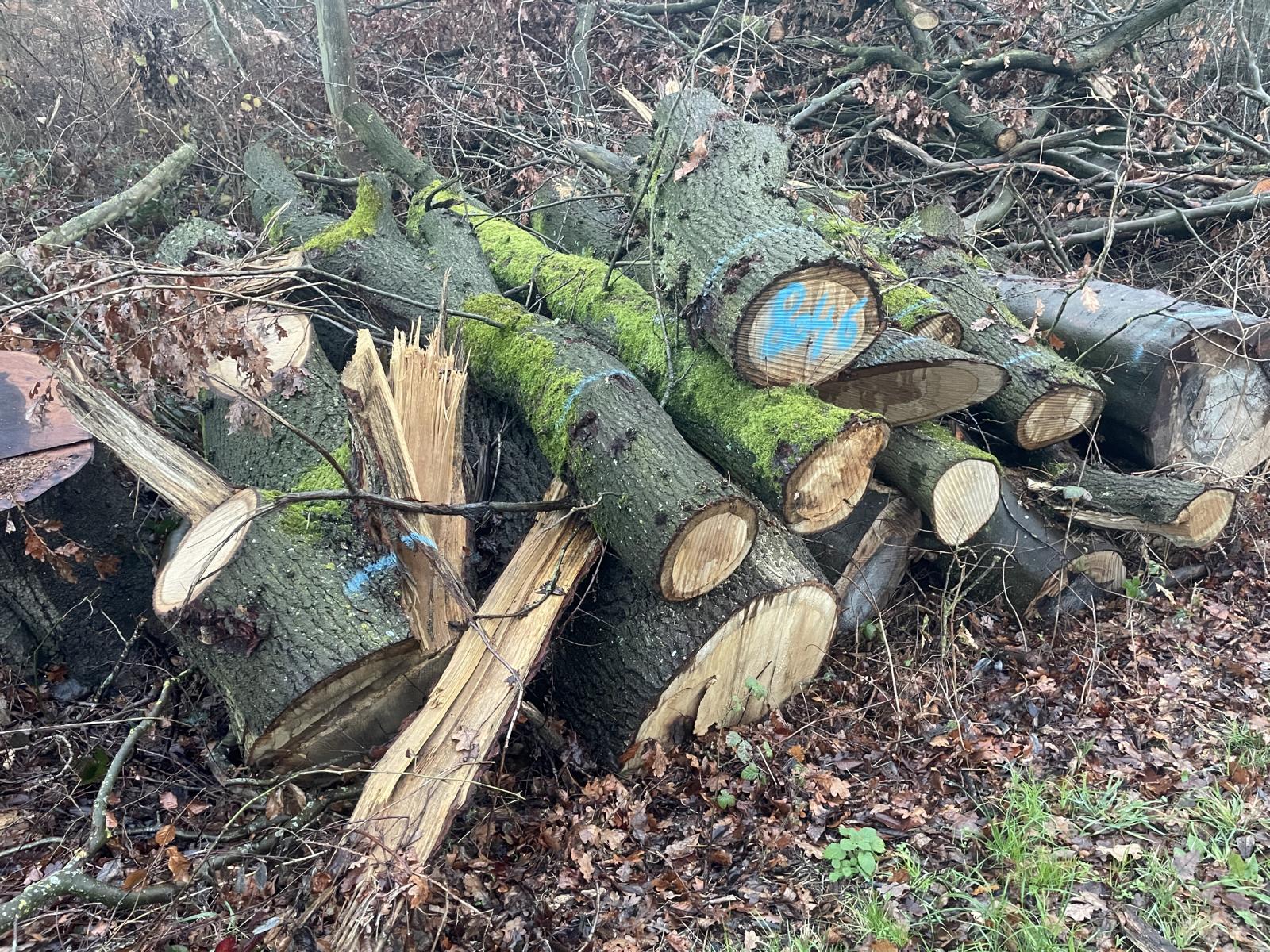 Eiche, Polter-Nr. 8046