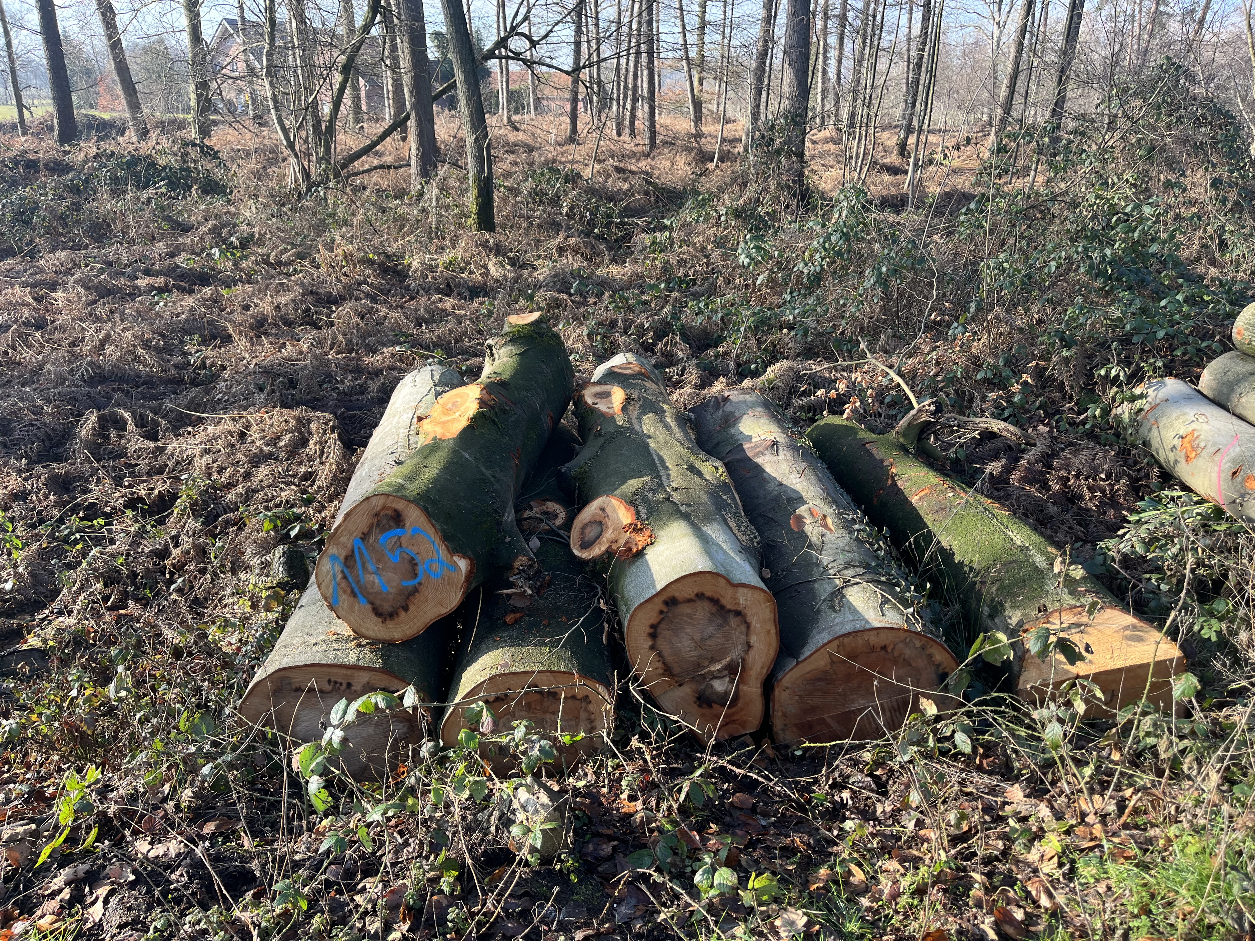 Buche, Polter-Nr. 1152