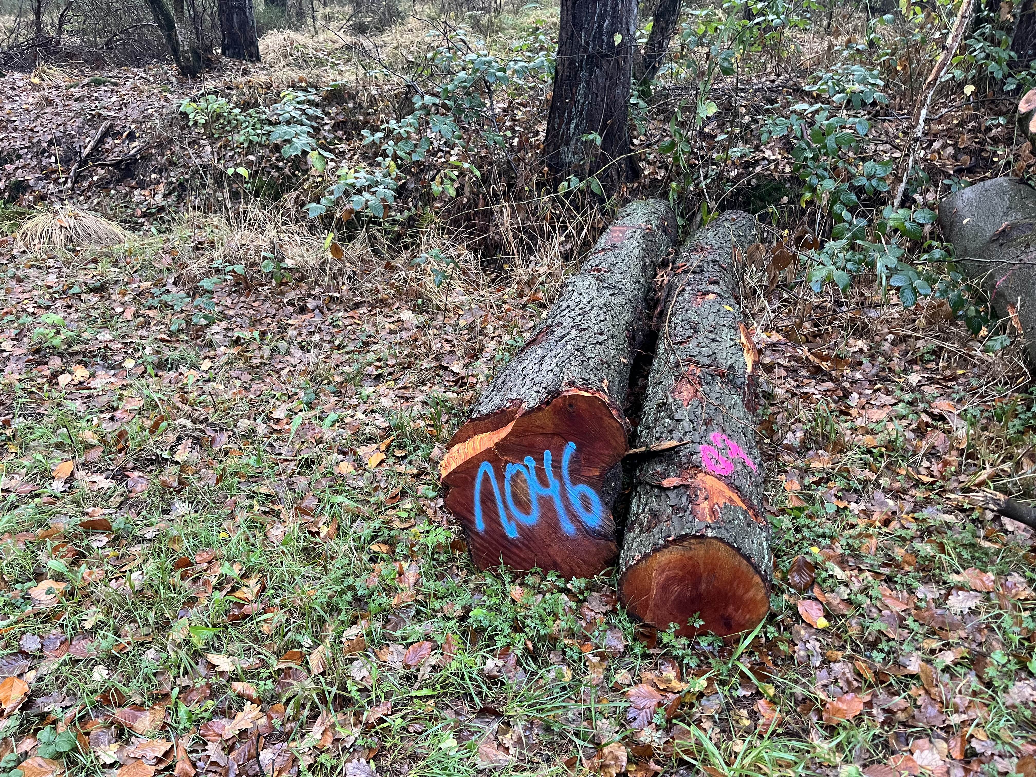 Erle, Polter-Nr. 1046