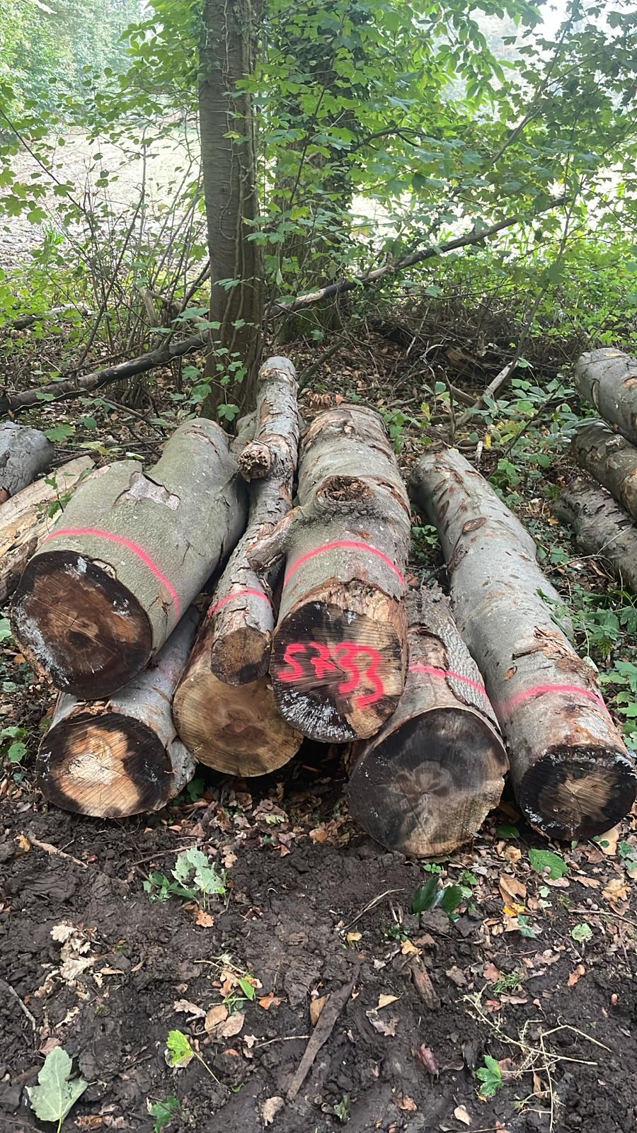 Buche, Polter-Nr. 5733