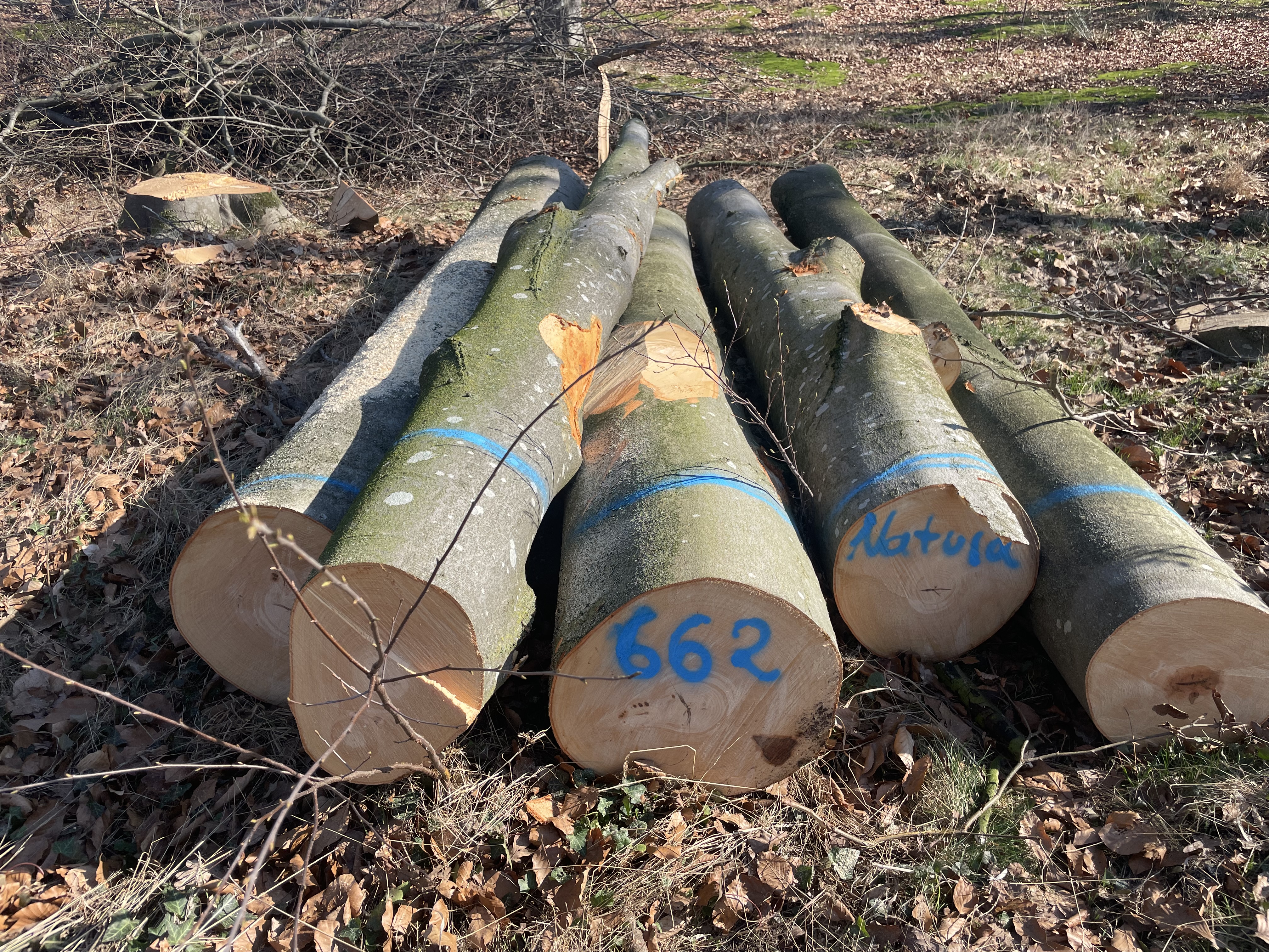 Buche, Polter-Nr. 662