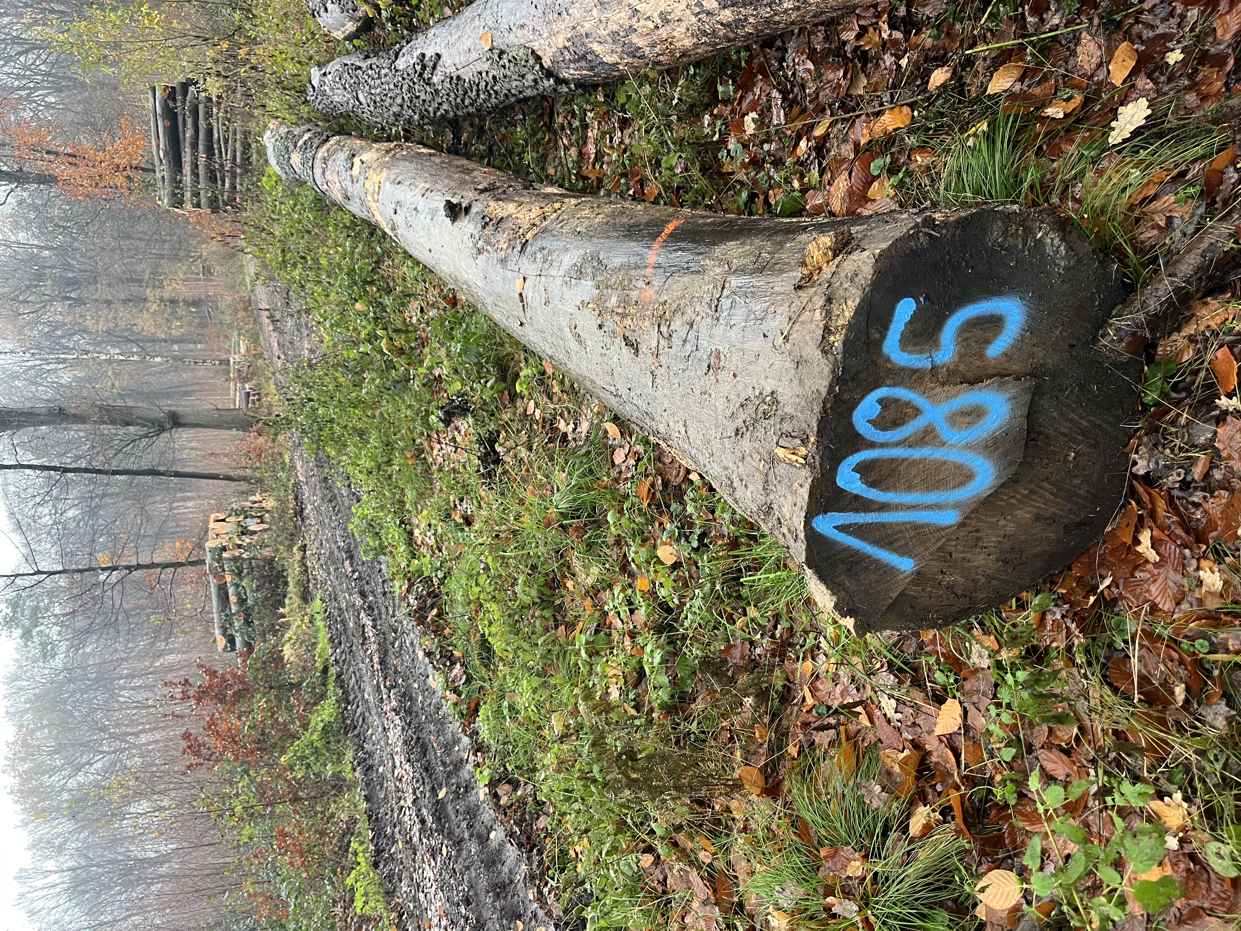 Eiche, Polter-Nr. 1085