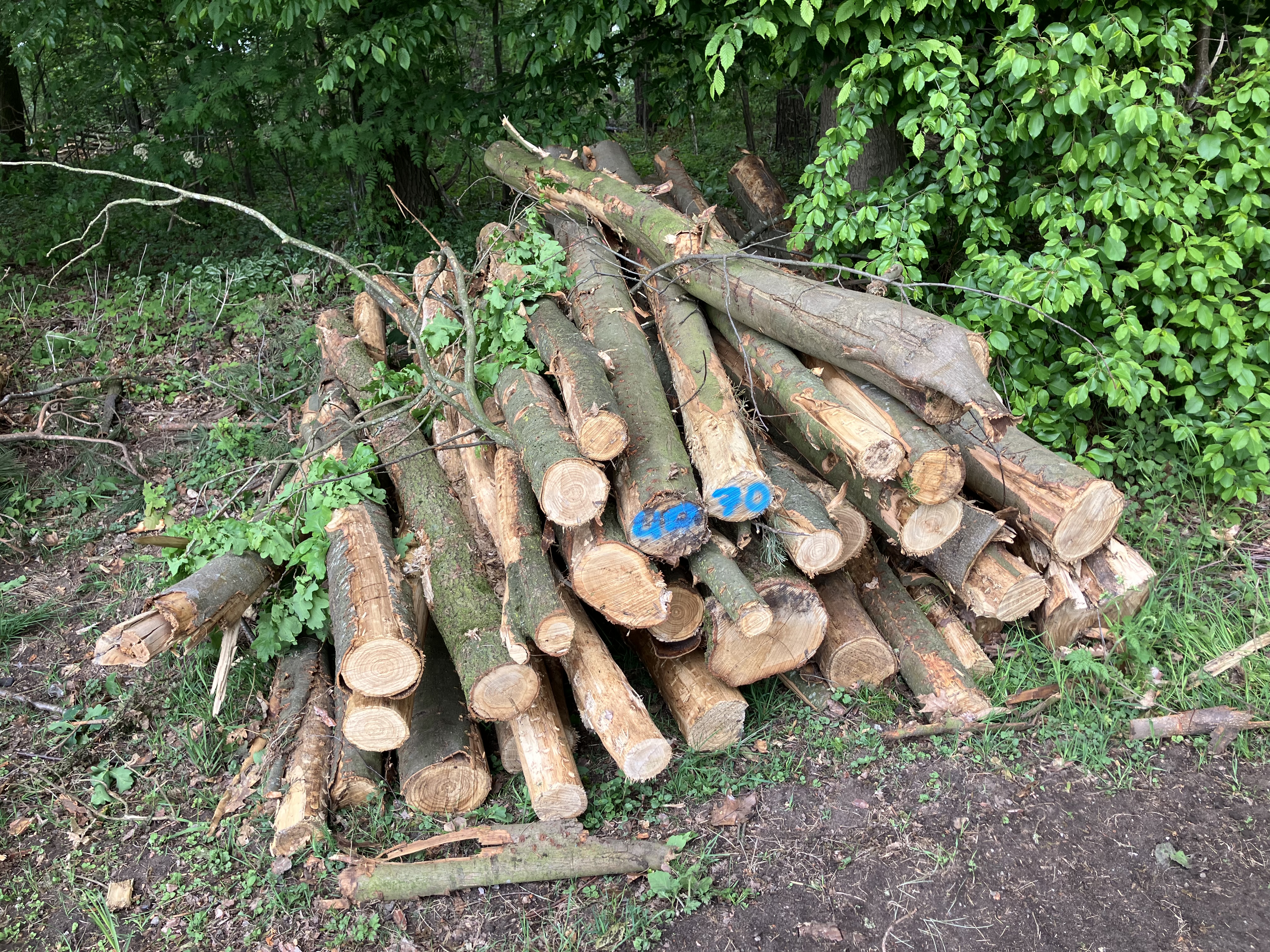 Eiche/Esskastanie, Polter-Nr. 4070