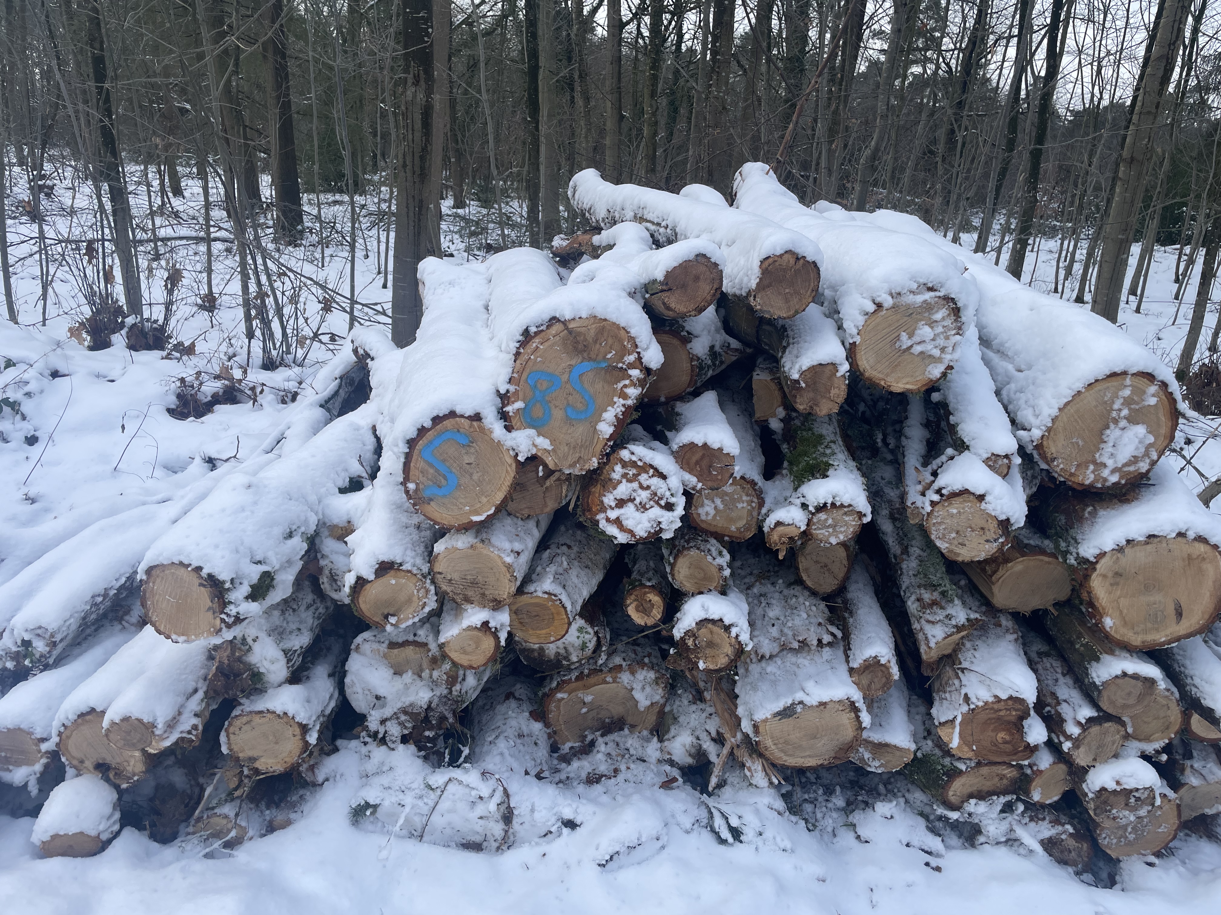 Eiche, Polter-Nr. 585