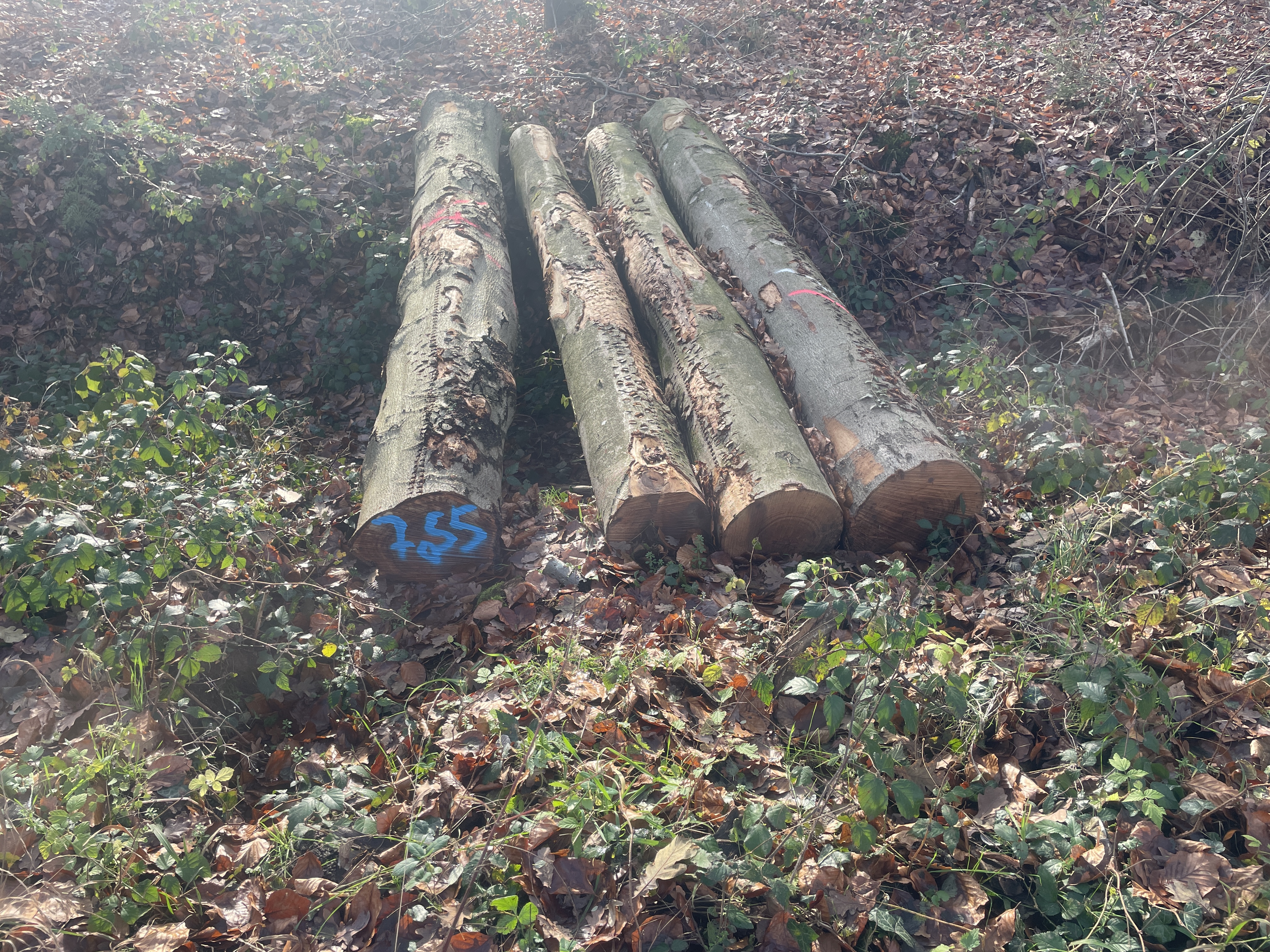 Buche, Polter-Nr. 7055