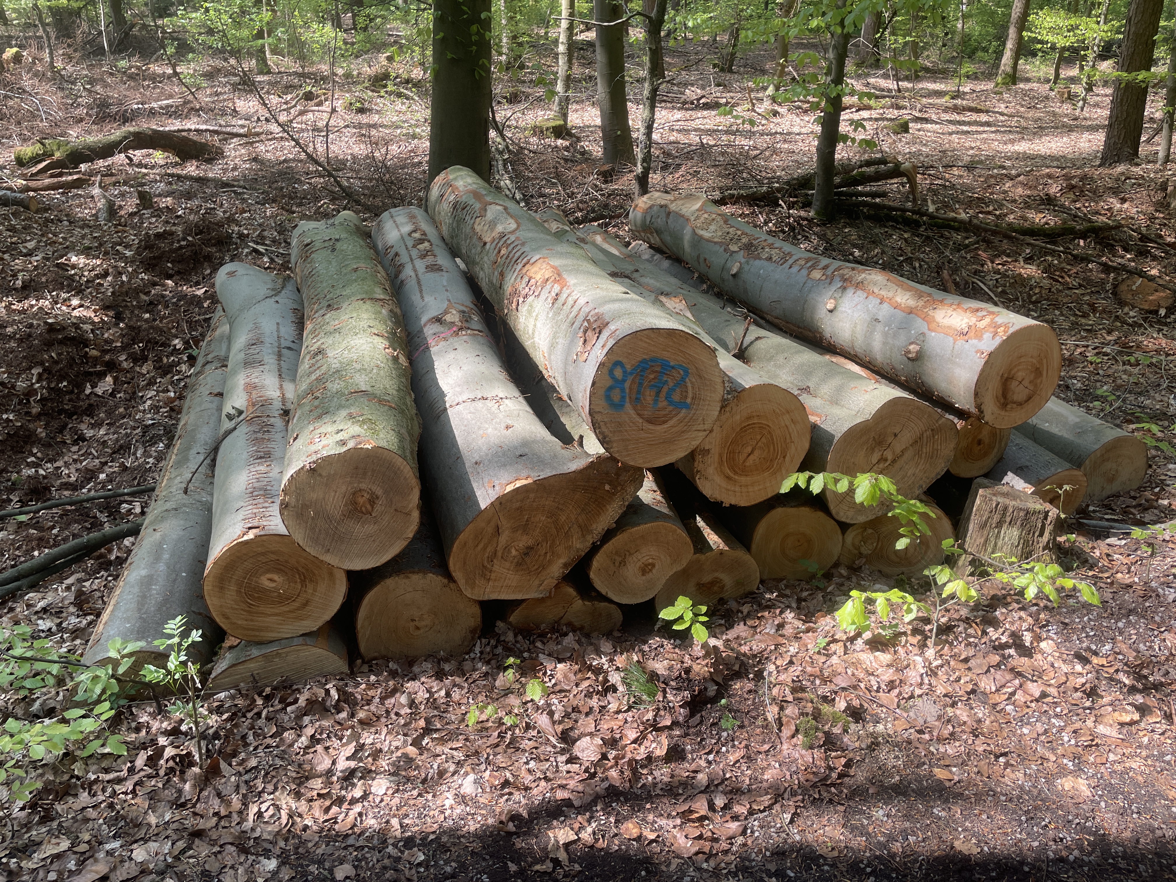 Buche, Polter-Nr. 8172