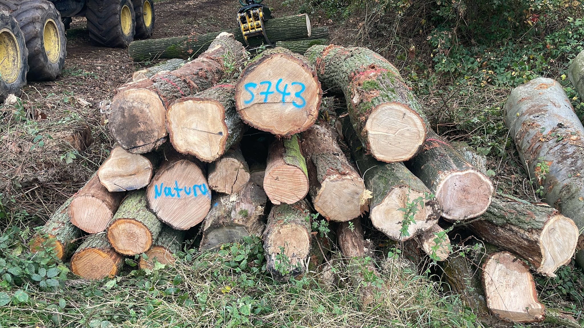 Eiche/Roteiche/Erle, Polter-Nr. 5743