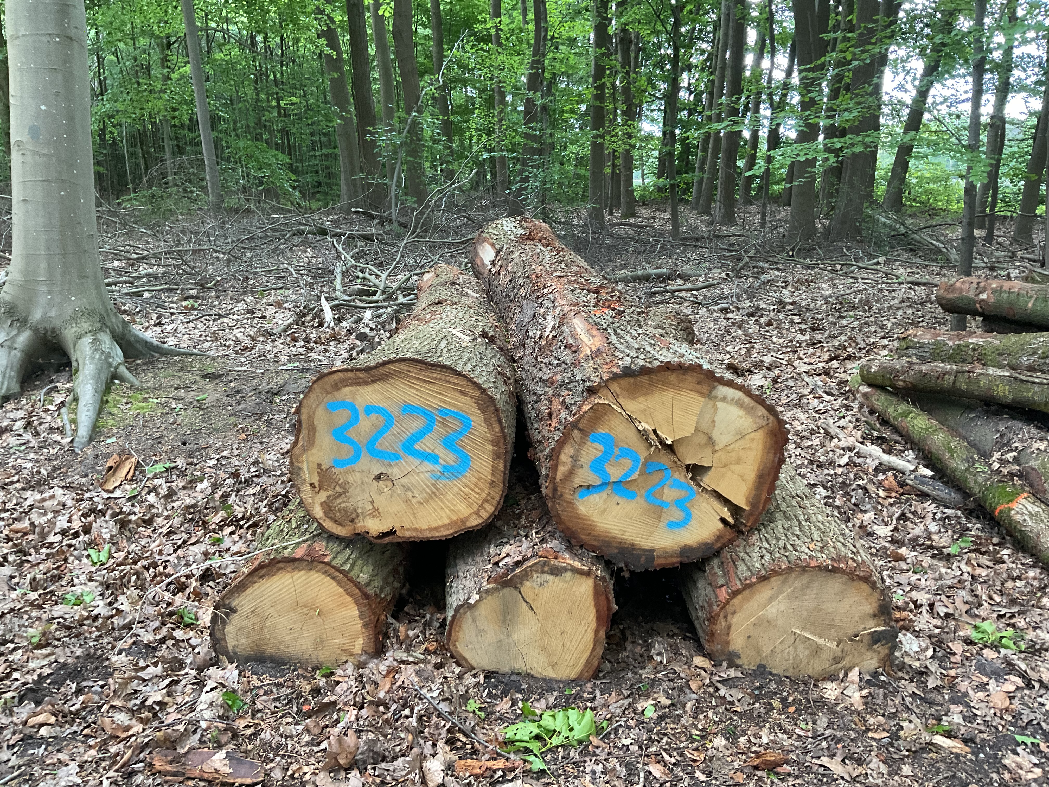Eiche, Polter-Nr. 3223