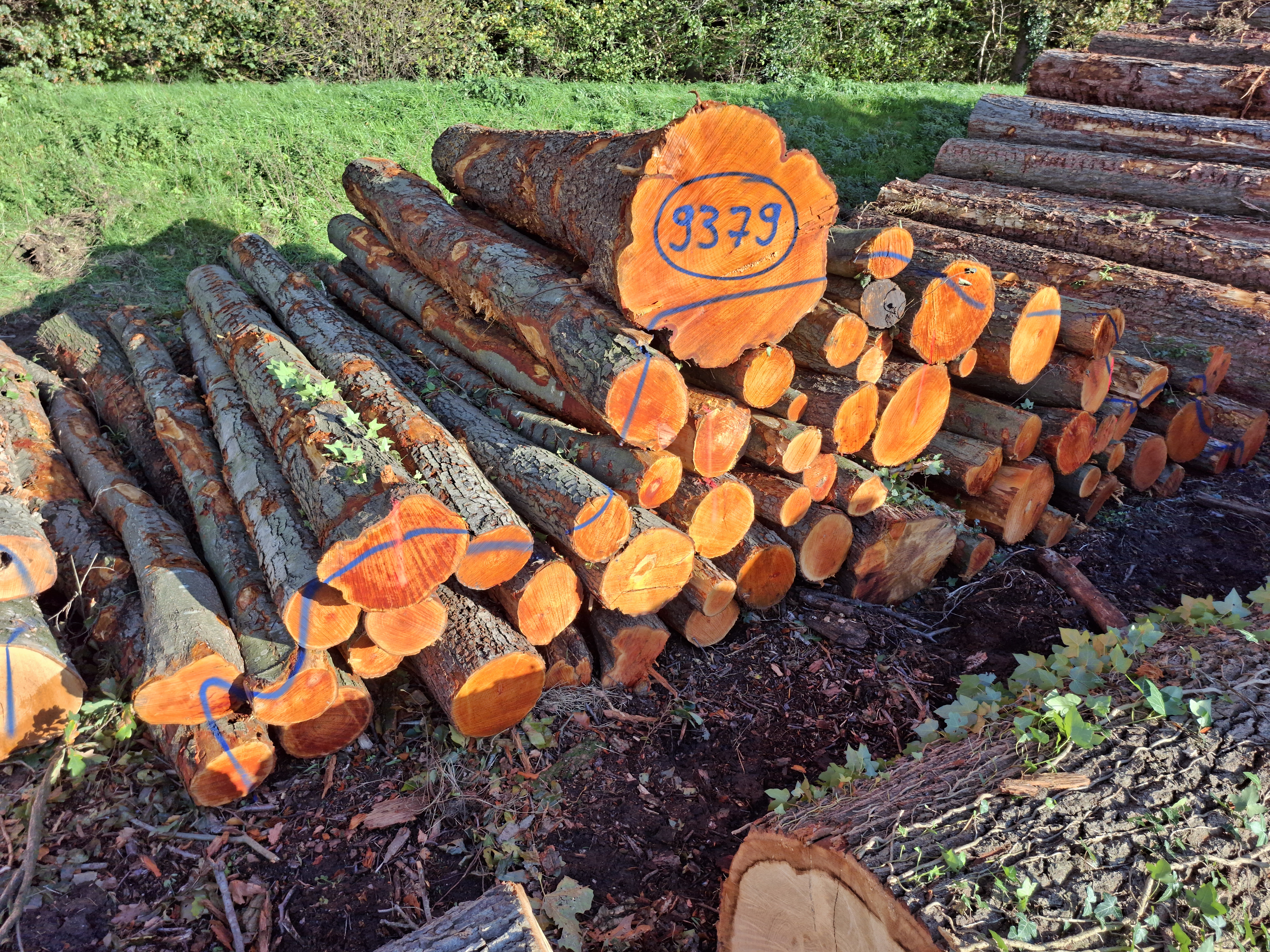 Erle, Polter-Nr. 9379