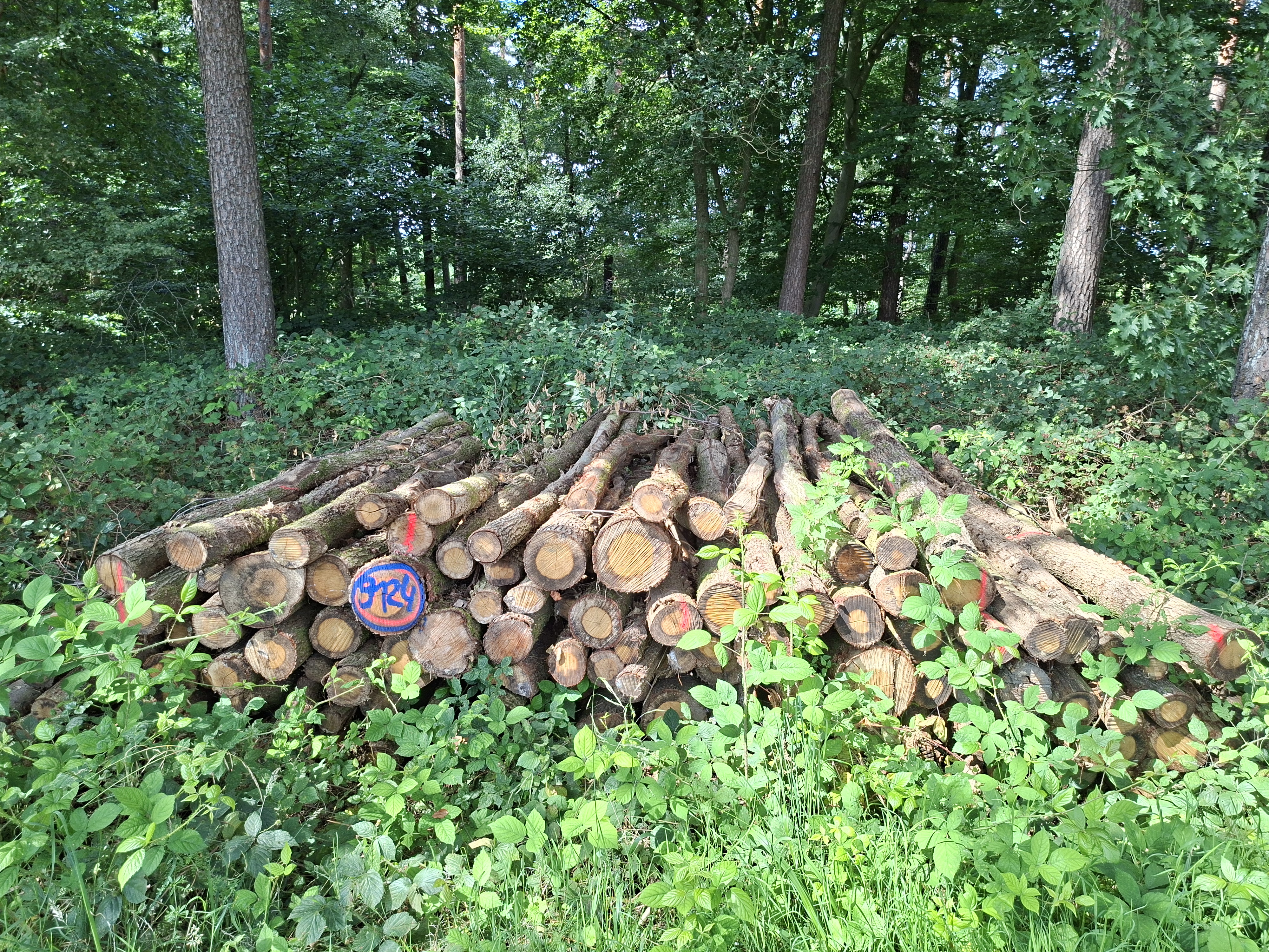 Eiche, Polter-Nr. 9124