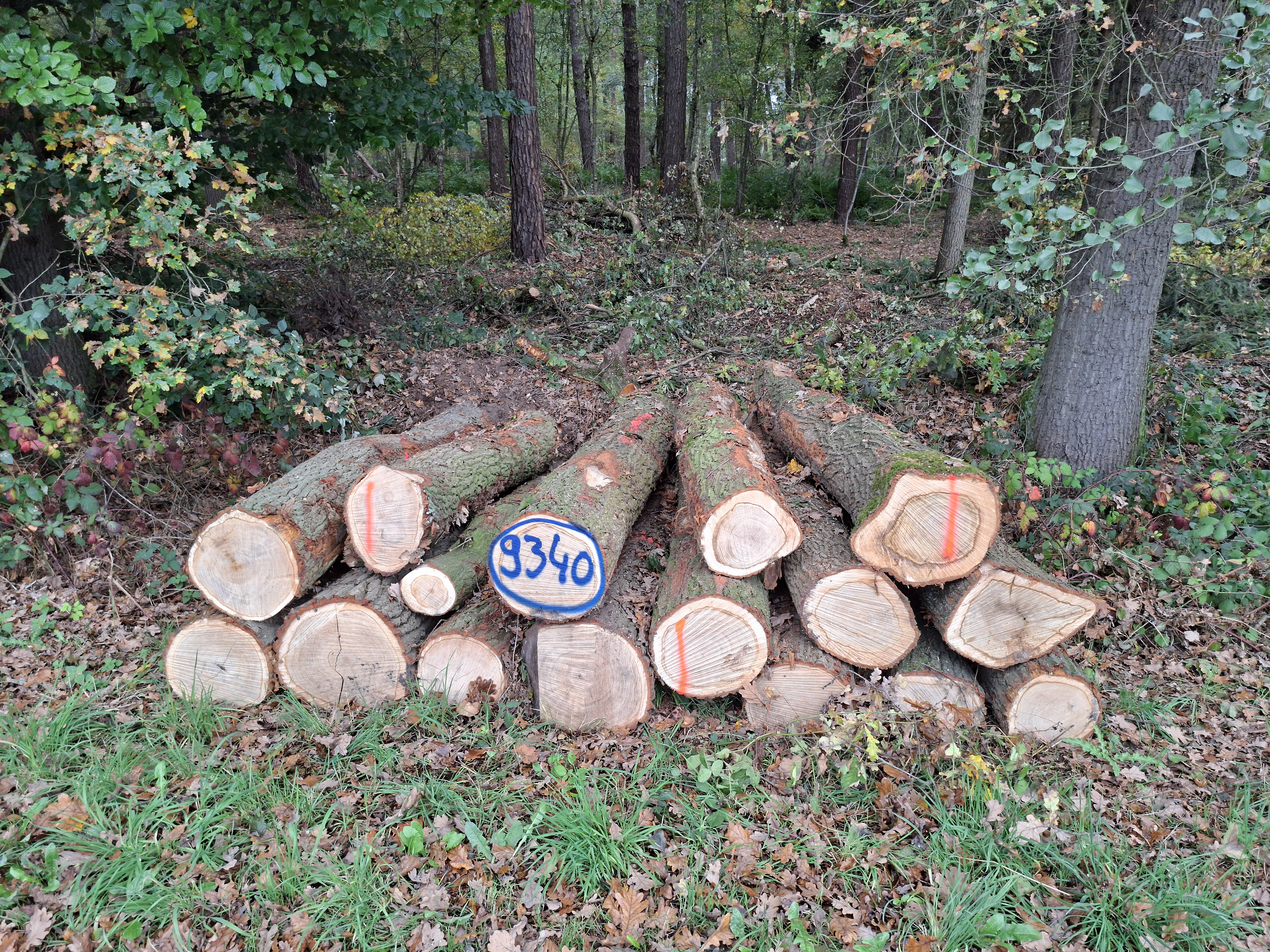 Eiche, Polter-Nr. 9340