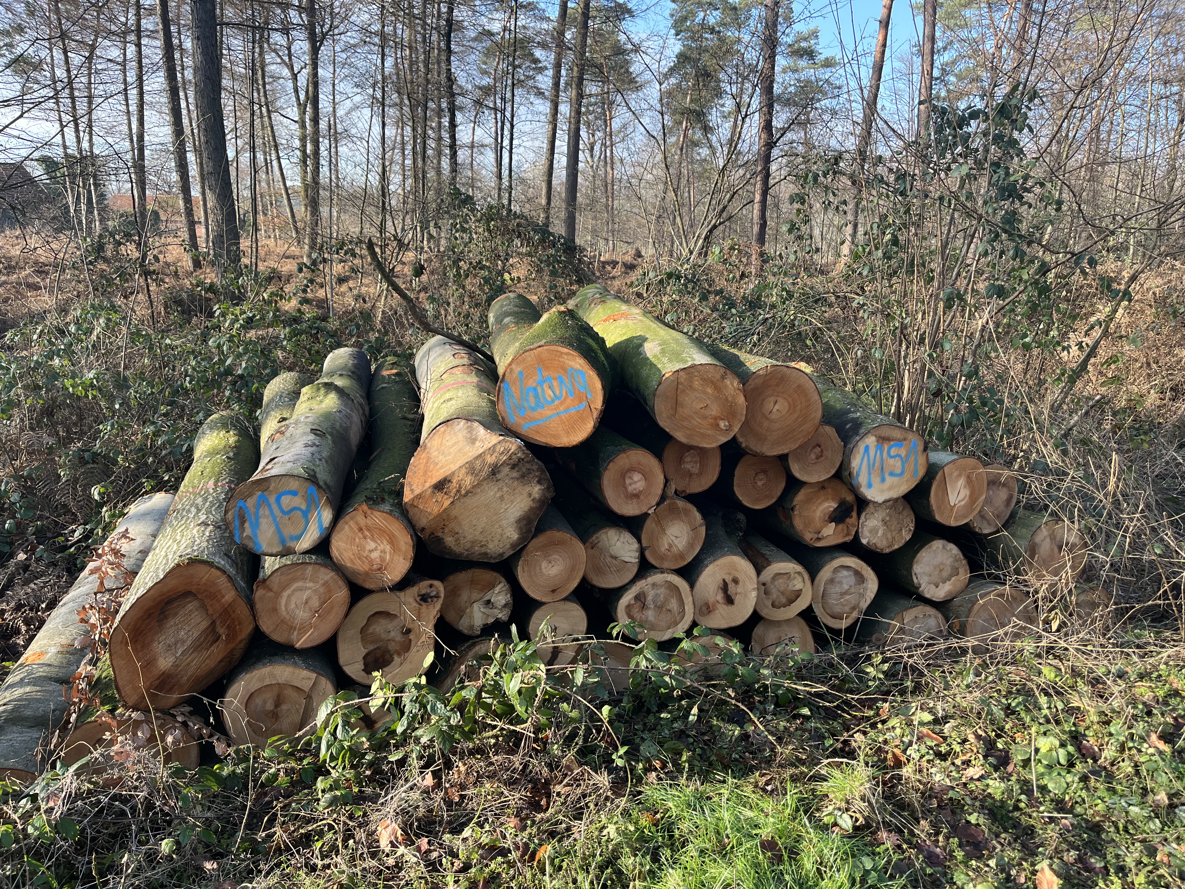 Buche, Polter-Nr. 1151