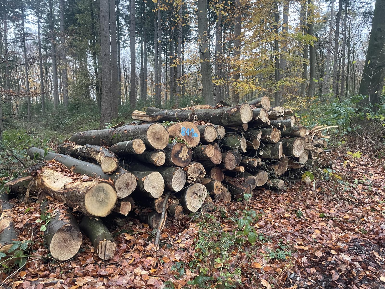 Buche/Roteiche, Polter-Nr. 8110