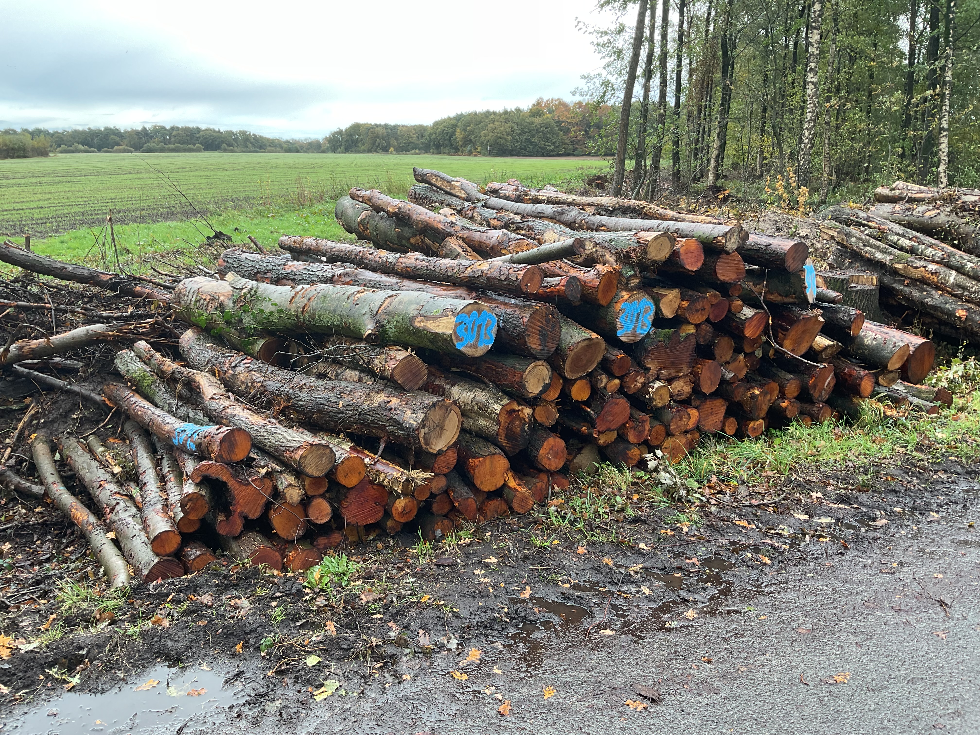 Birke/Erle, Polter-Nr. 3013