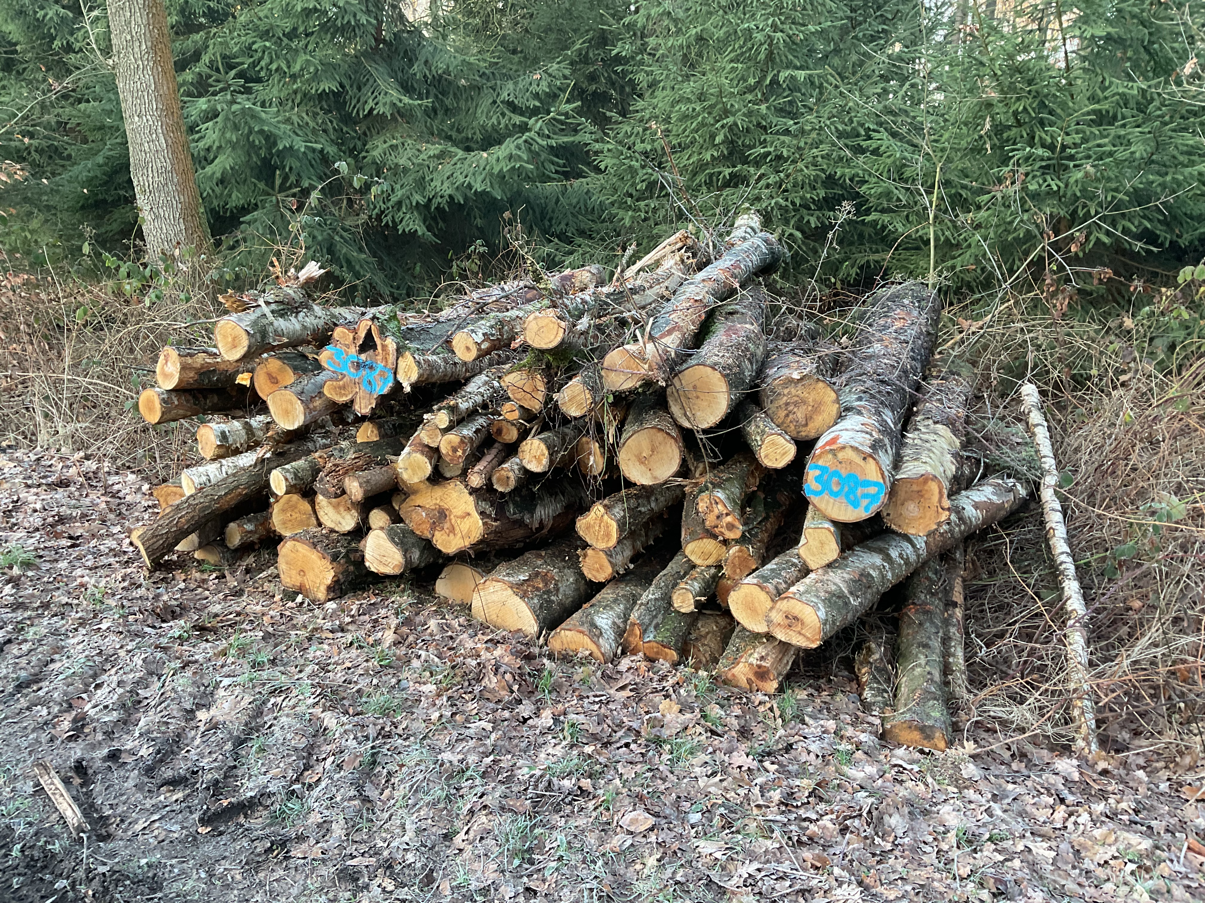 Birke, Polter-Nr. 3087