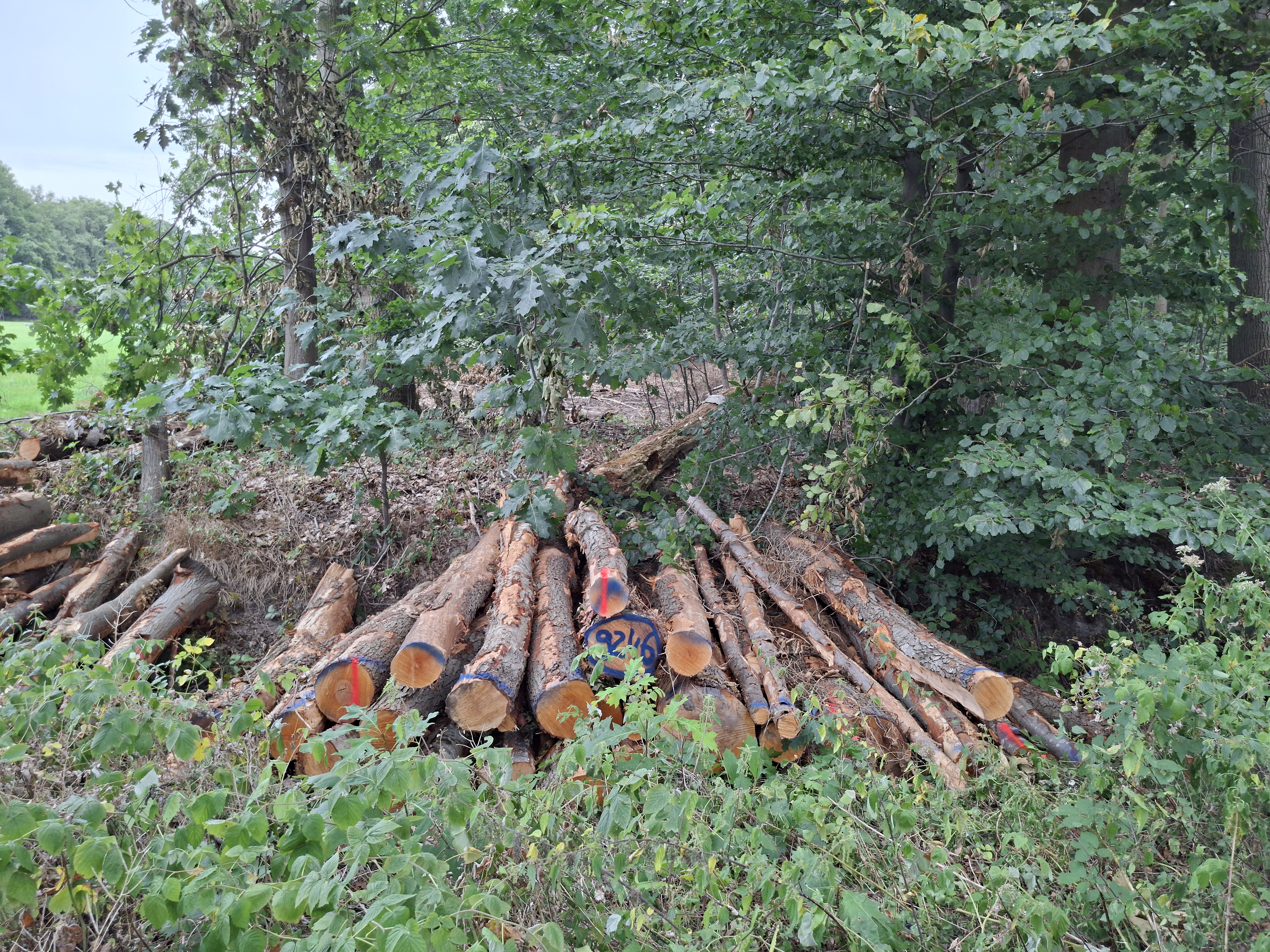 Erle, Polter-Nr. 9246