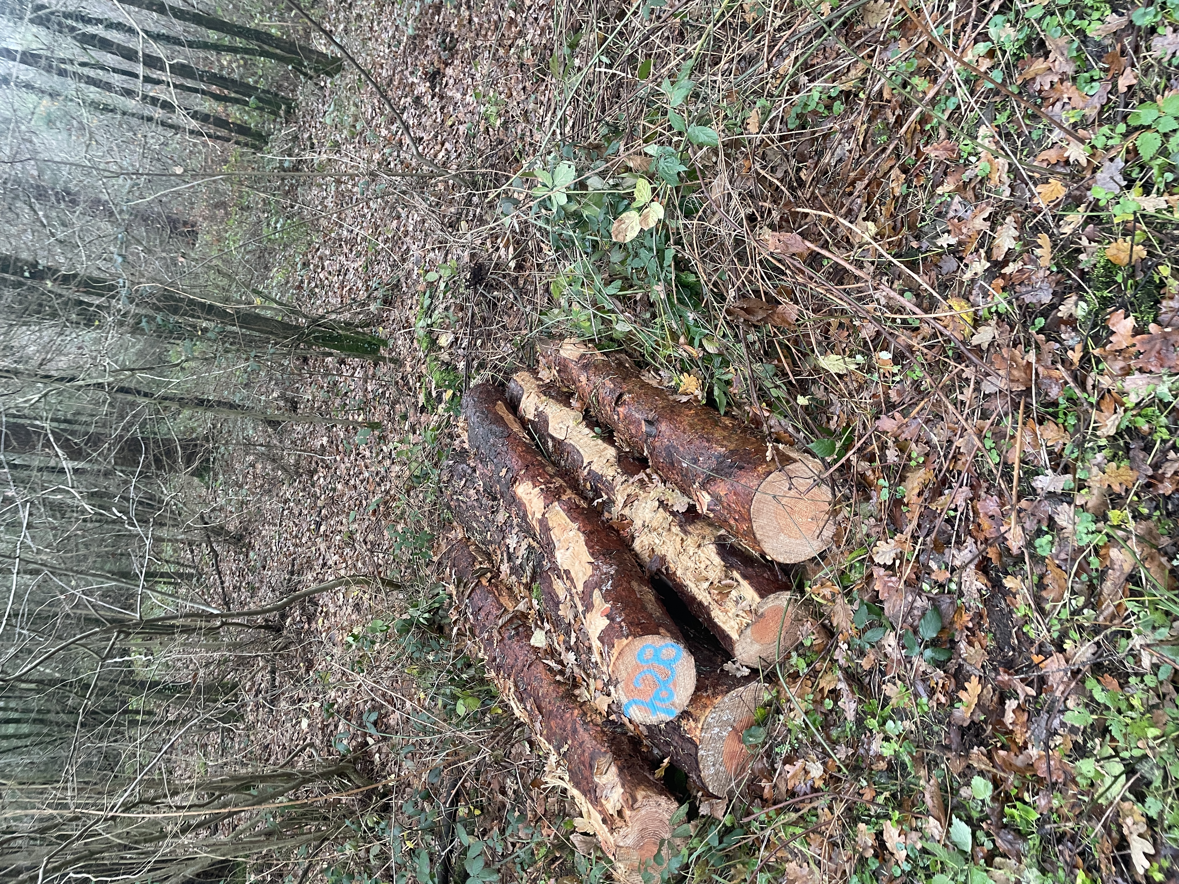 Kiefer, Polter-Nr. 7028