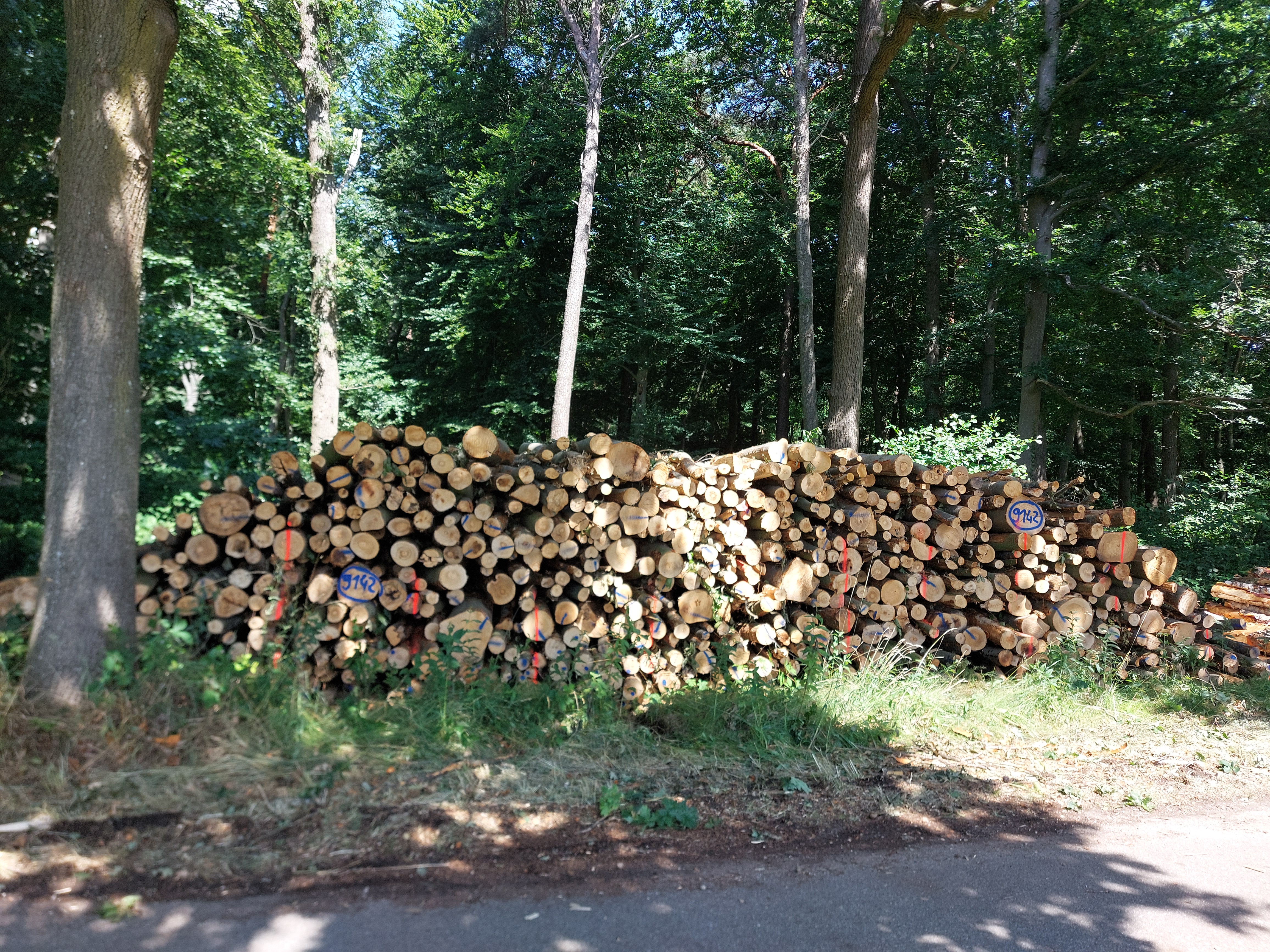 Buche, Polter-Nr. 9142