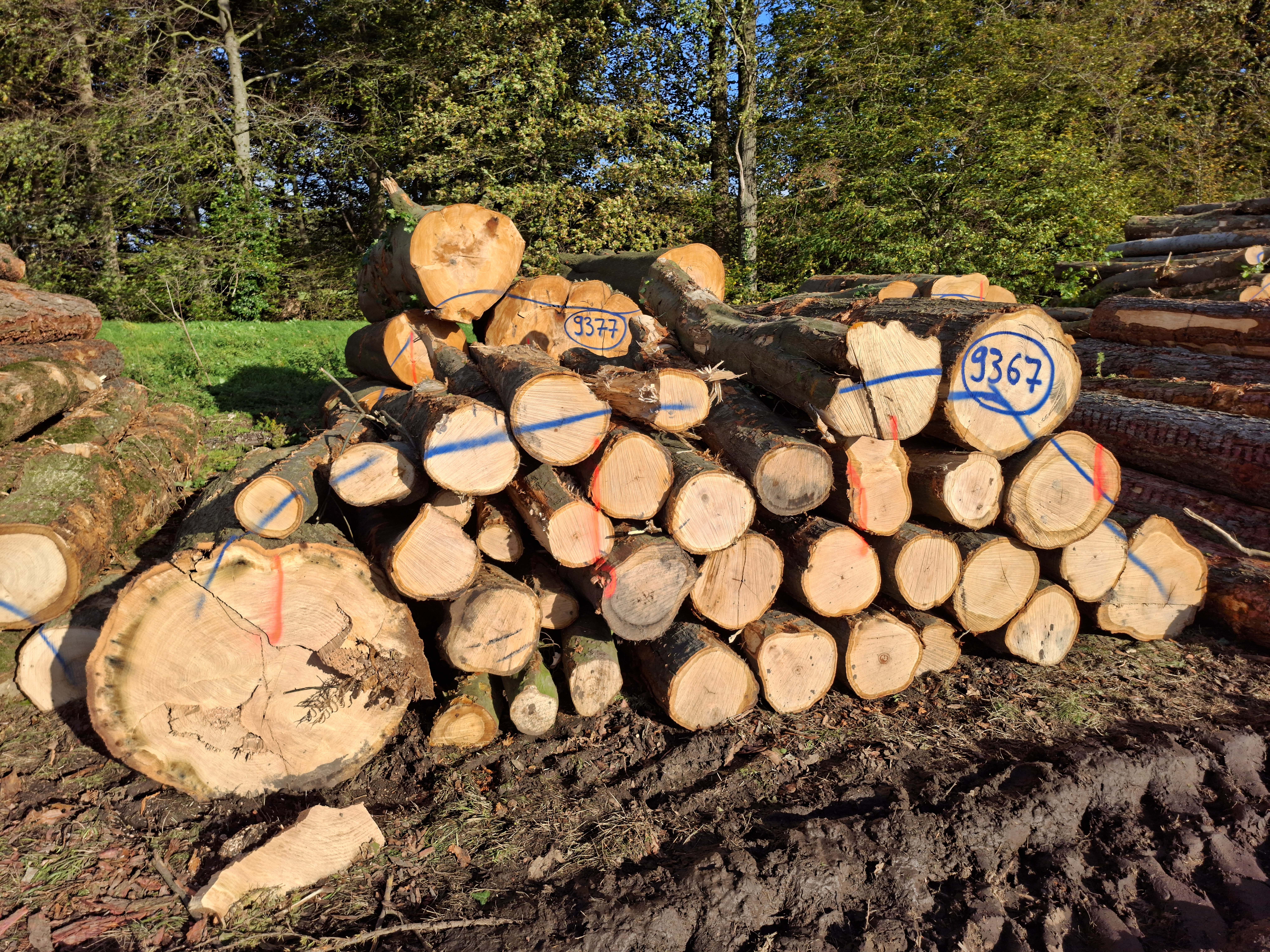 Roteiche, Polter-Nr. 9367