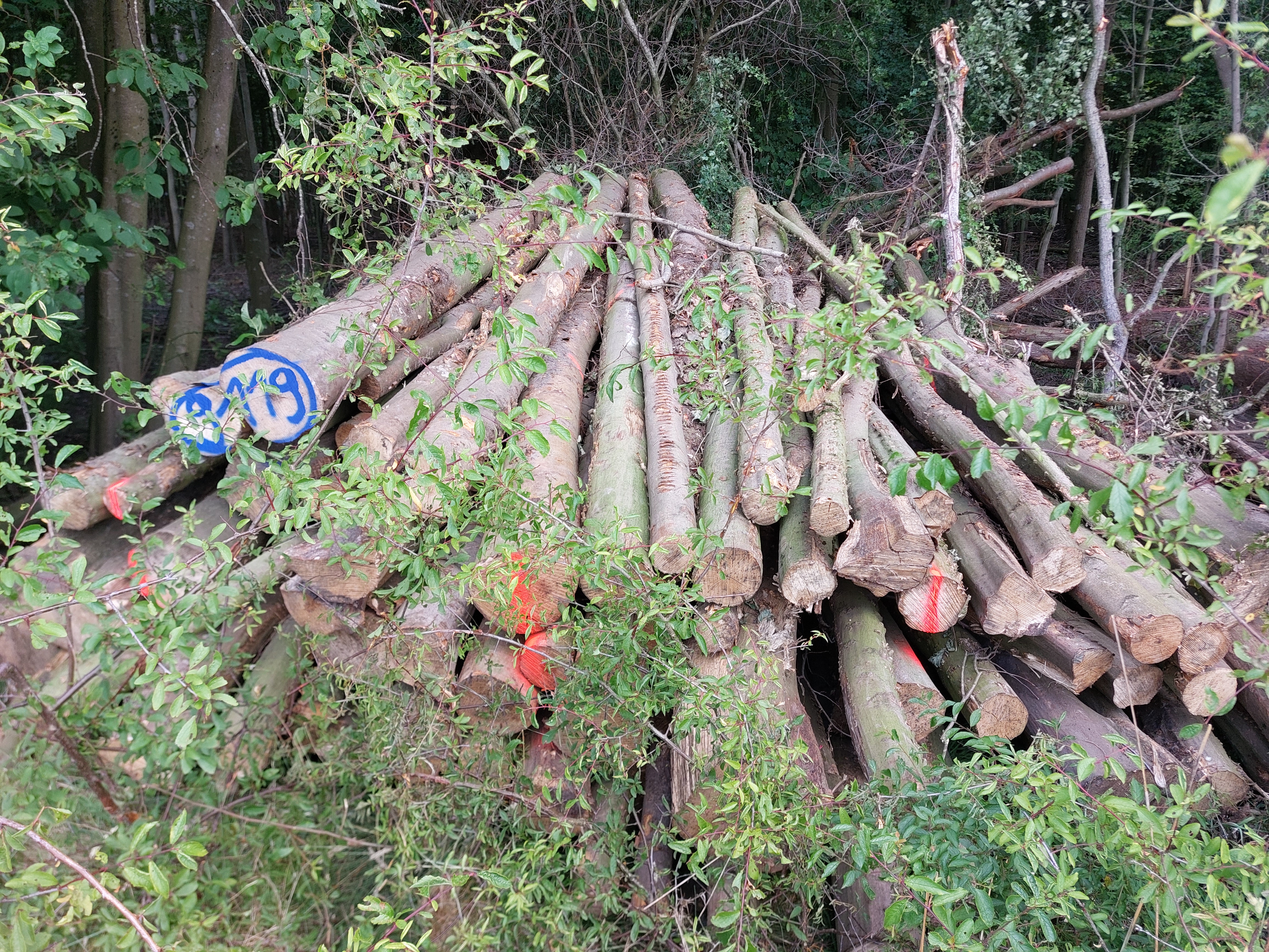 Hainbuche, Polter-Nr. 9119