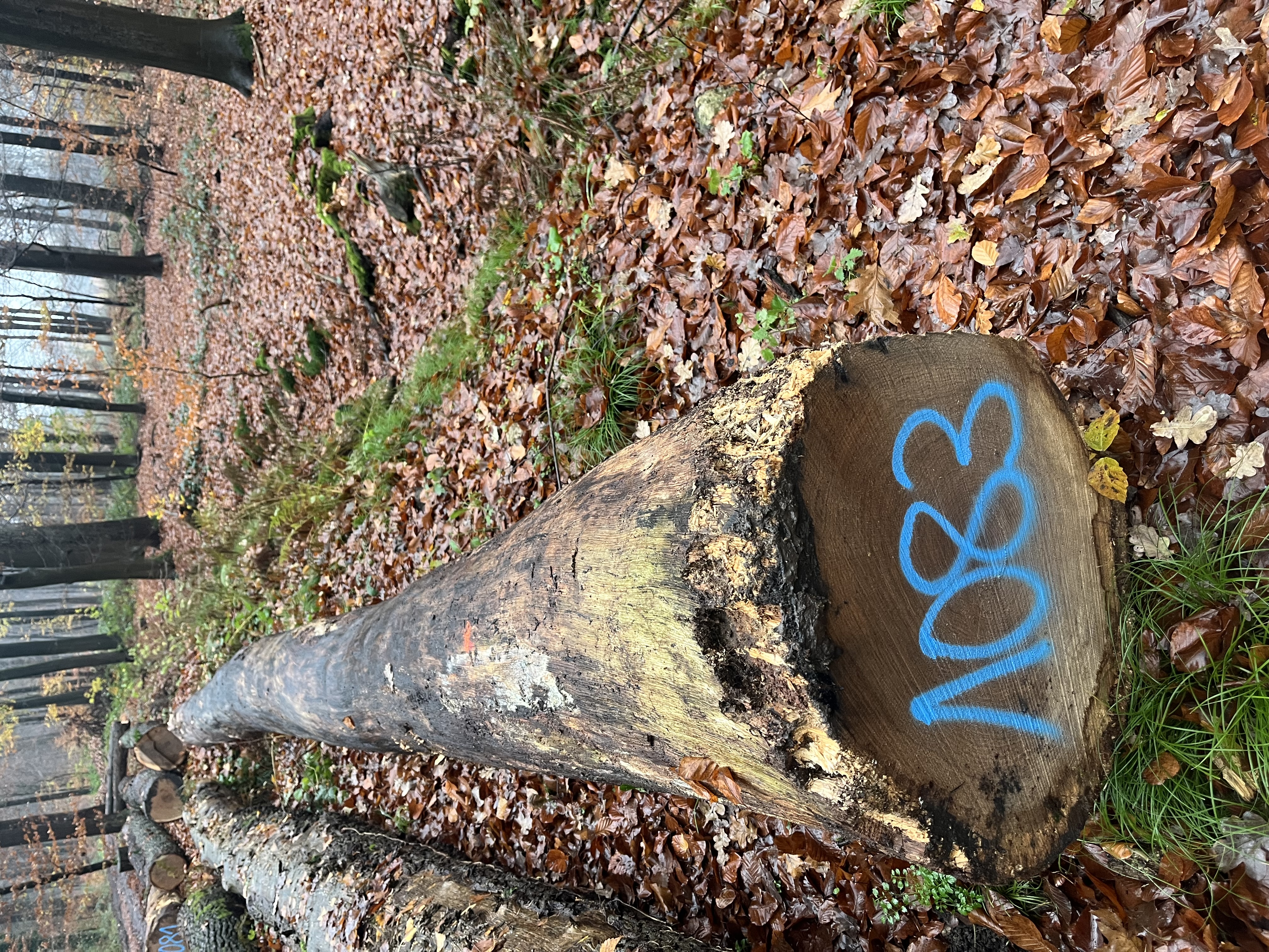 Eiche, Polter-Nr. 1083