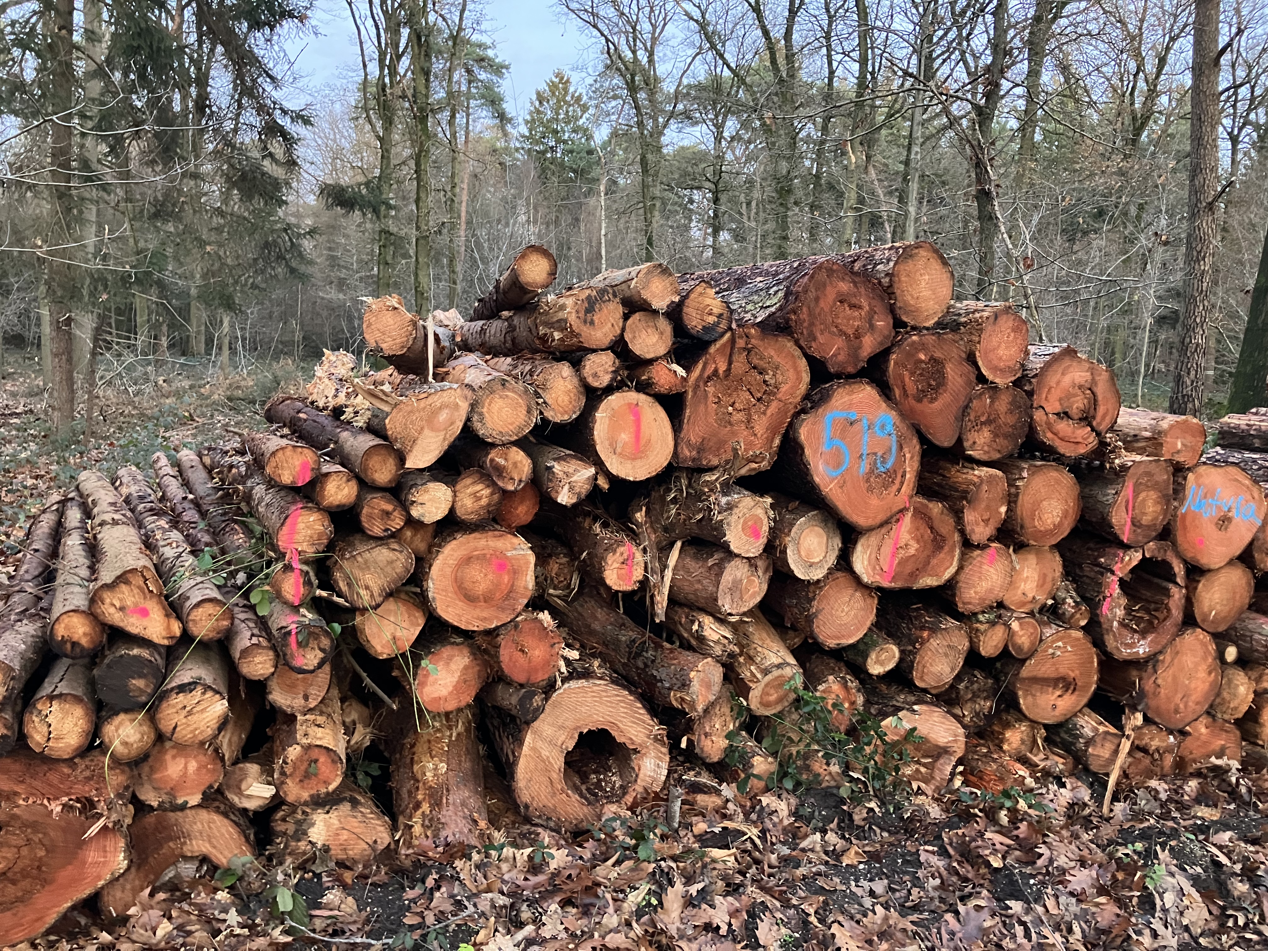 Lärche, Polter-Nr. 519